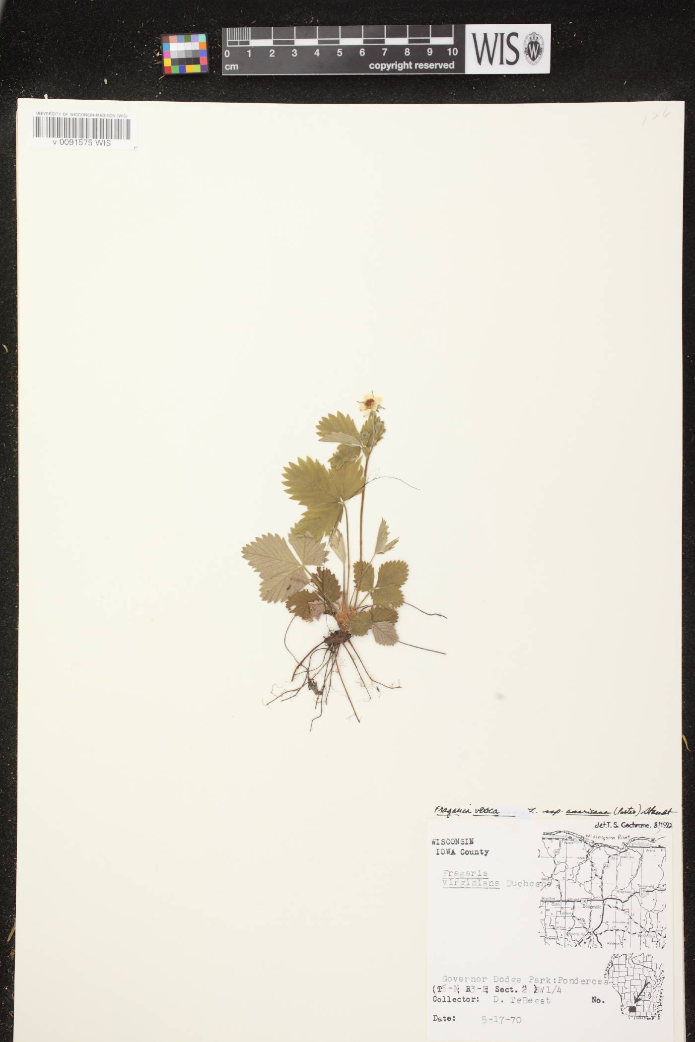 Fragaria vesca subsp. americana image