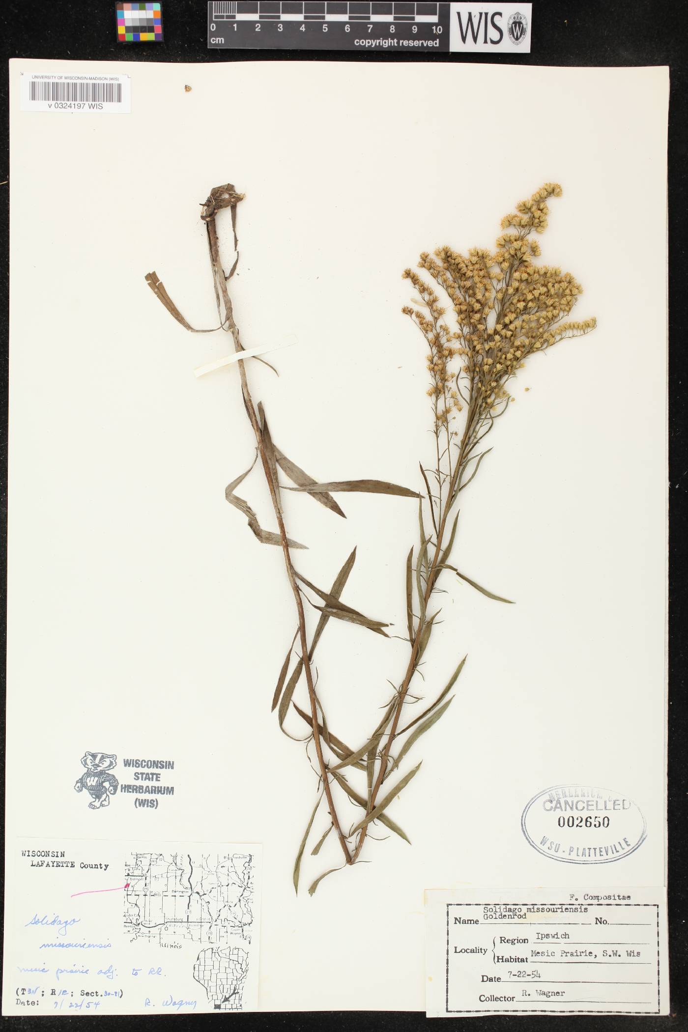 Solidago missouriensis image