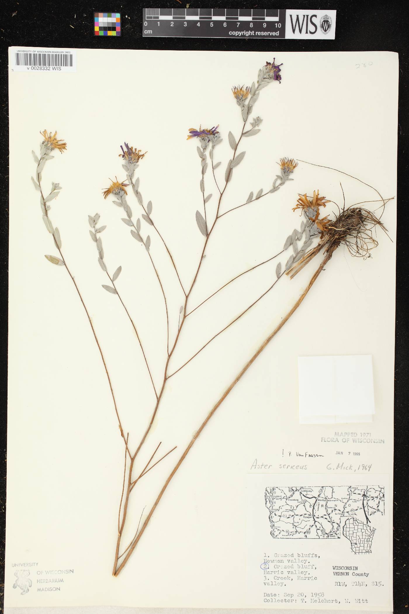 Symphyotrichum sericeum image