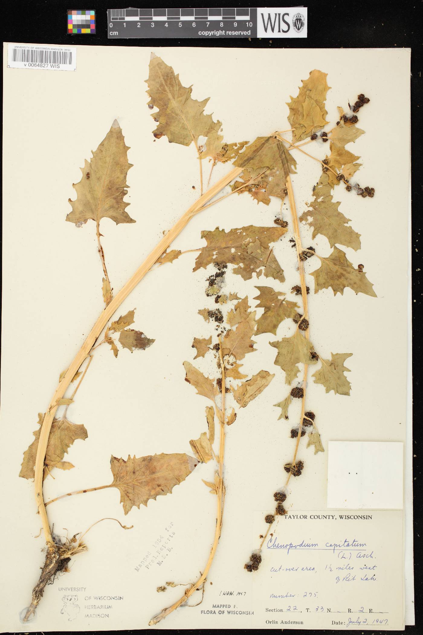 Chenopodium capitatum image