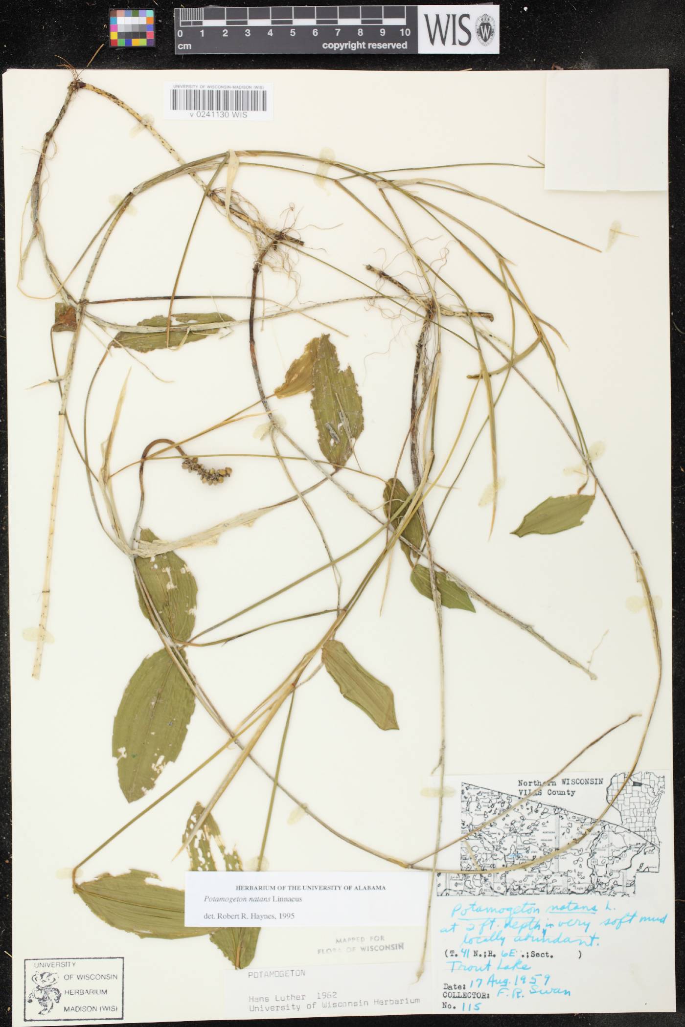 Potamogeton natans image