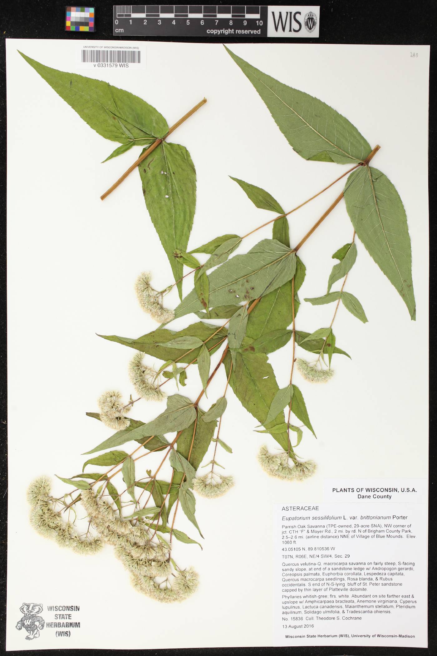 Eupatorium sessilifolium image