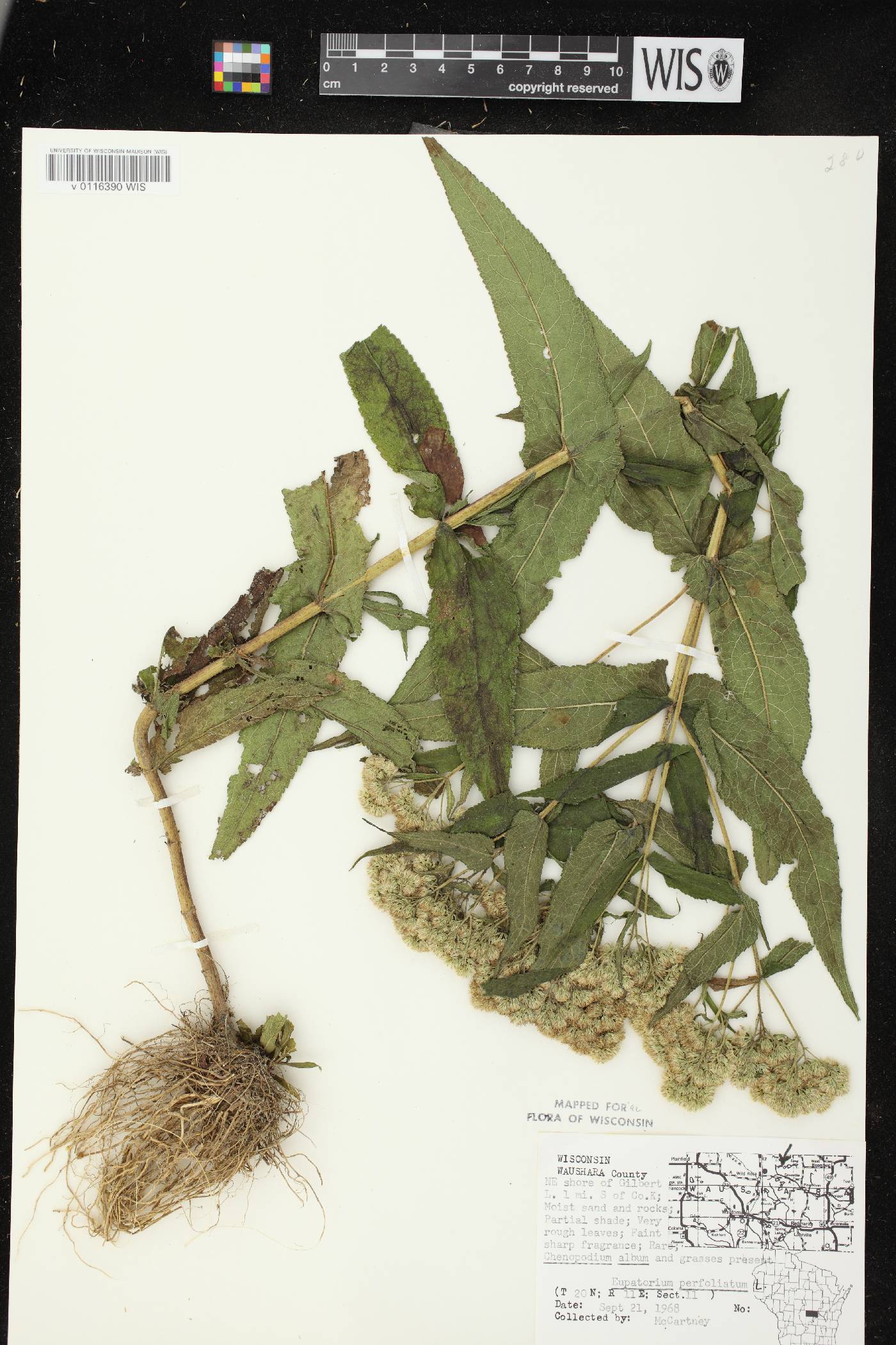 Eupatorium perfoliatum image