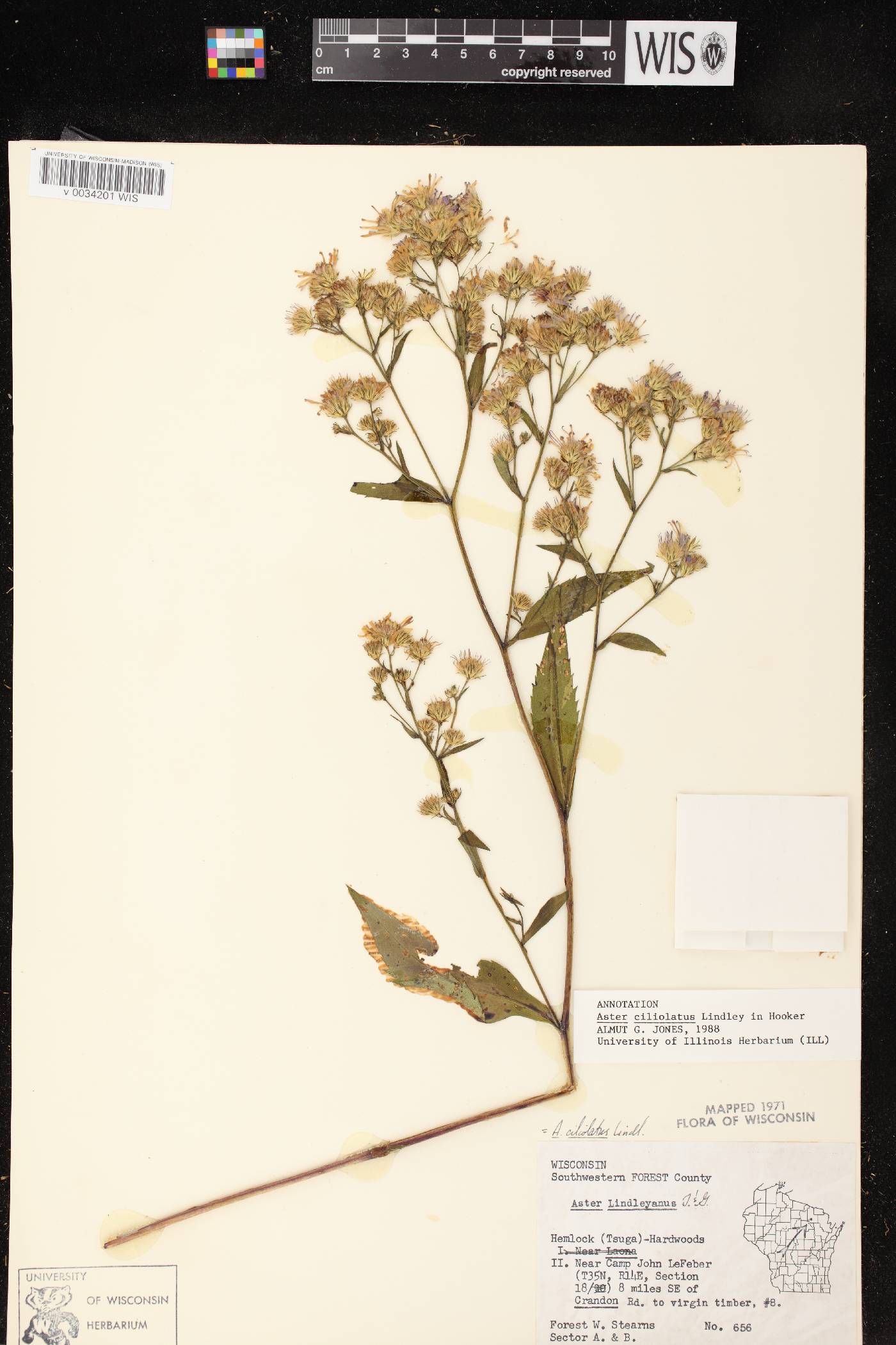 Symphyotrichum ciliolatum image