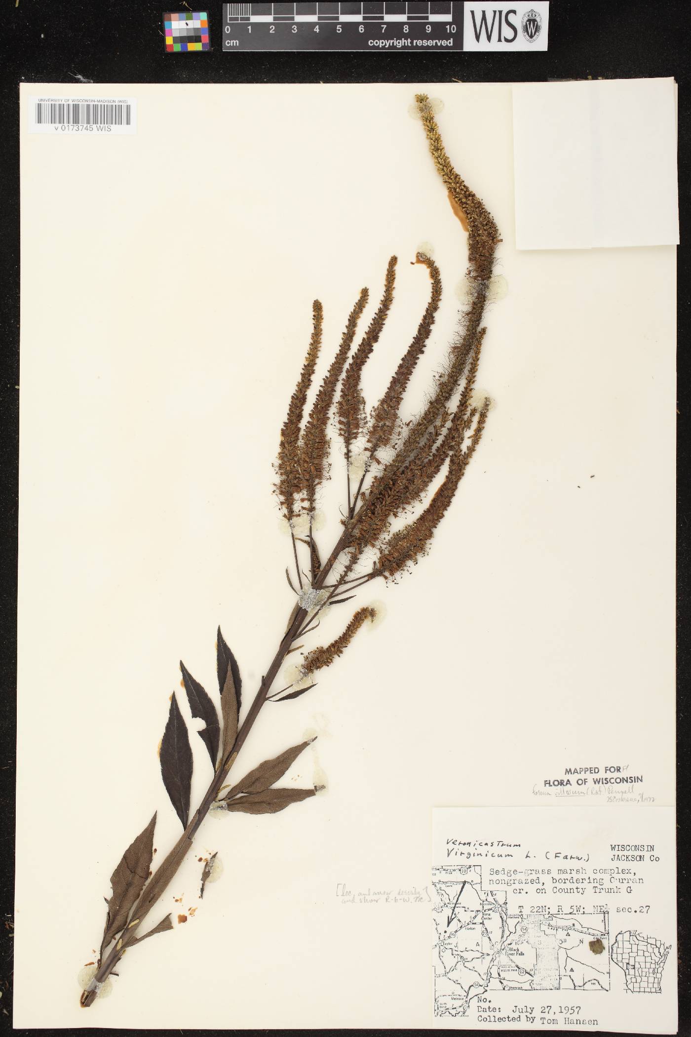 Veronicastrum virginicum image