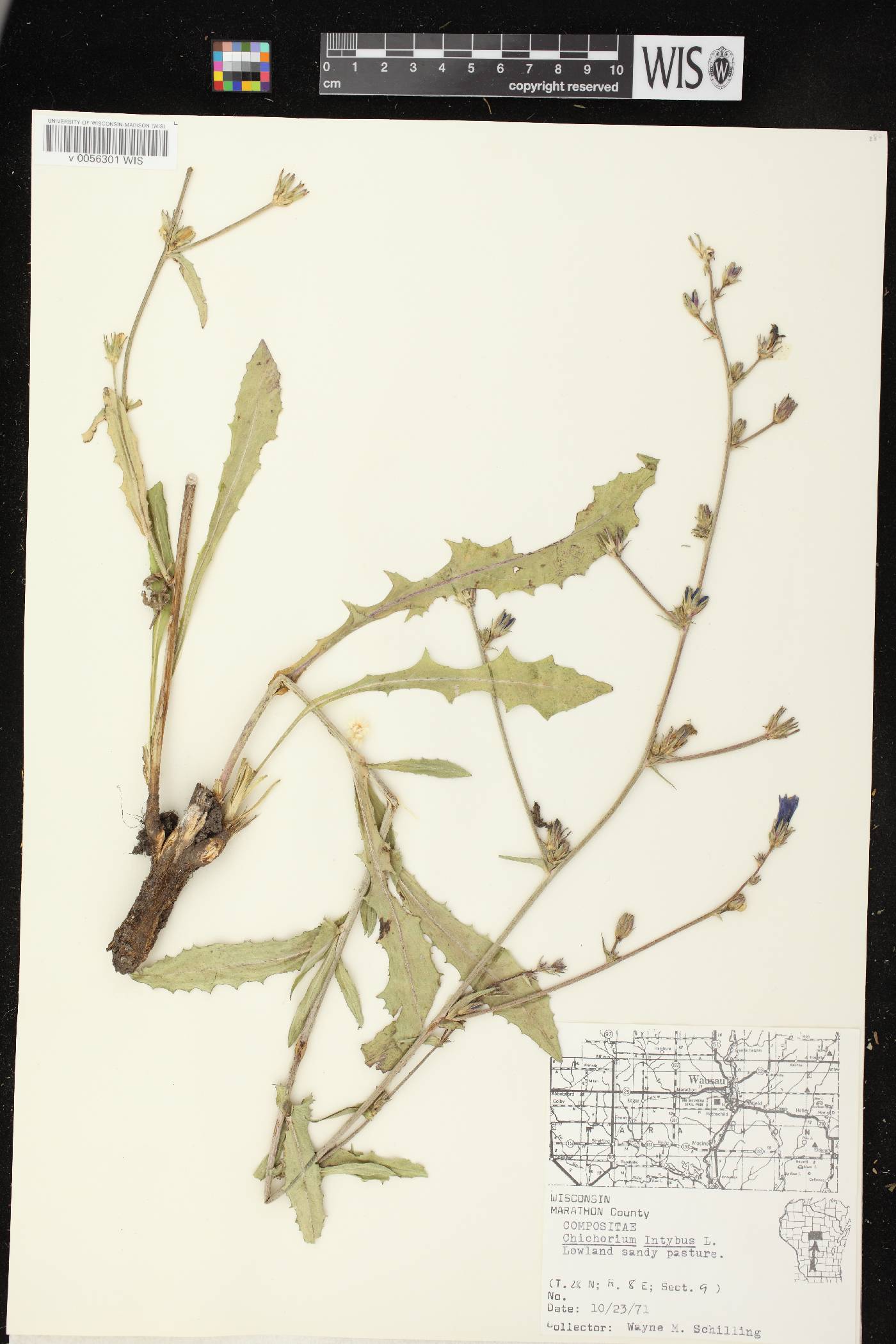 Cichorium intybus image