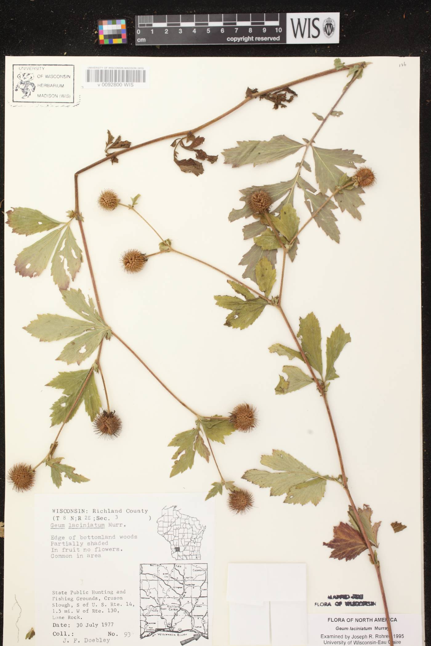 Geum laciniatum image