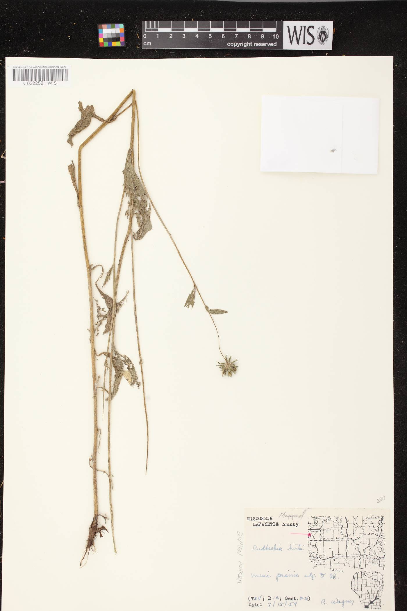 Rudbeckia hirta var. pulcherrima image