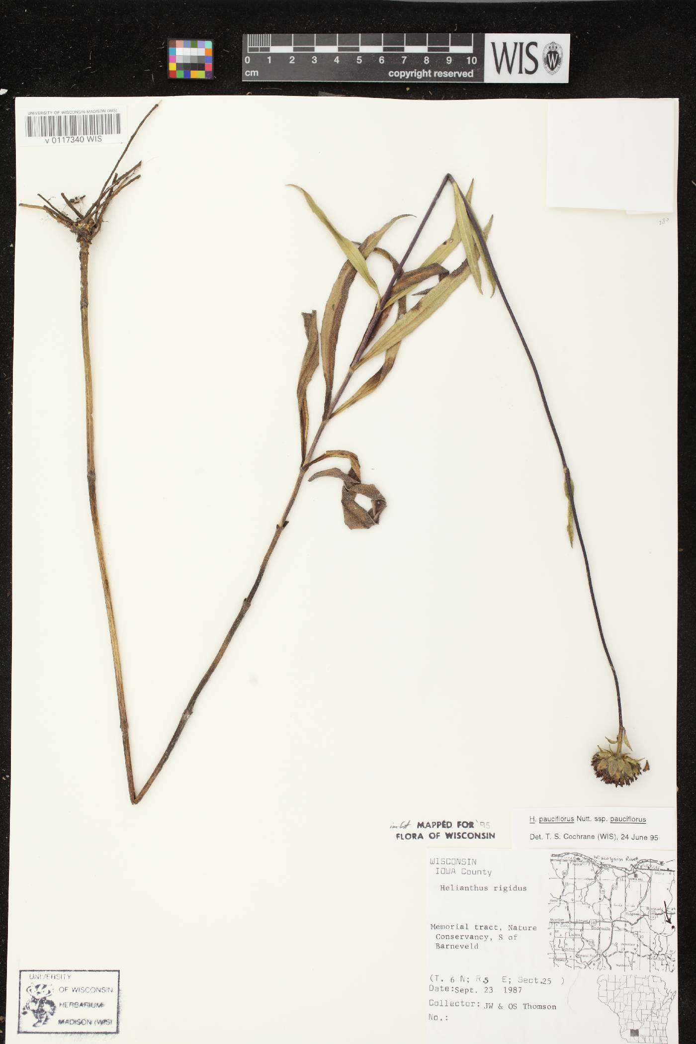 Helianthus pauciflorus subsp. pauciflorus image