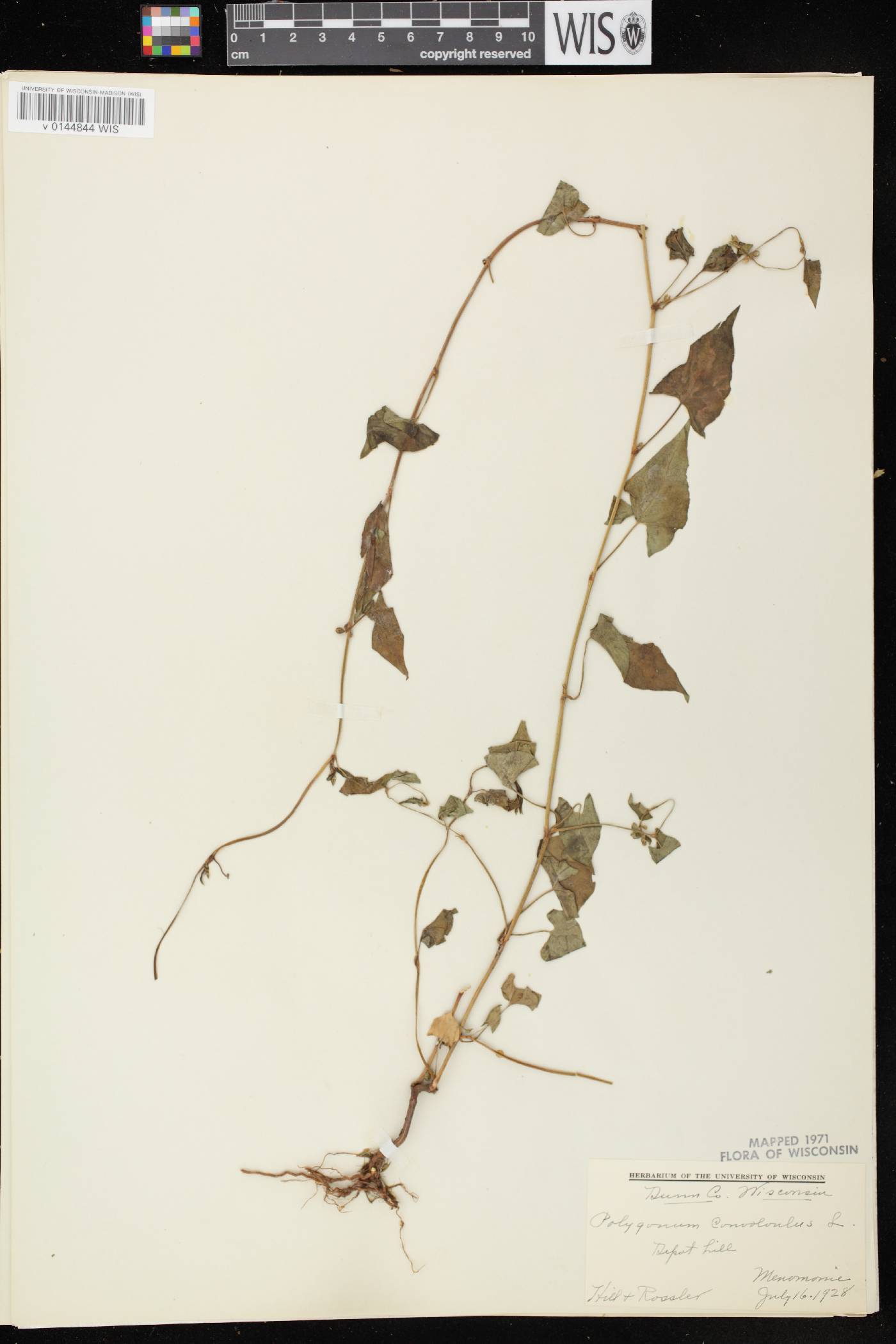 Fallopia convolvulus image