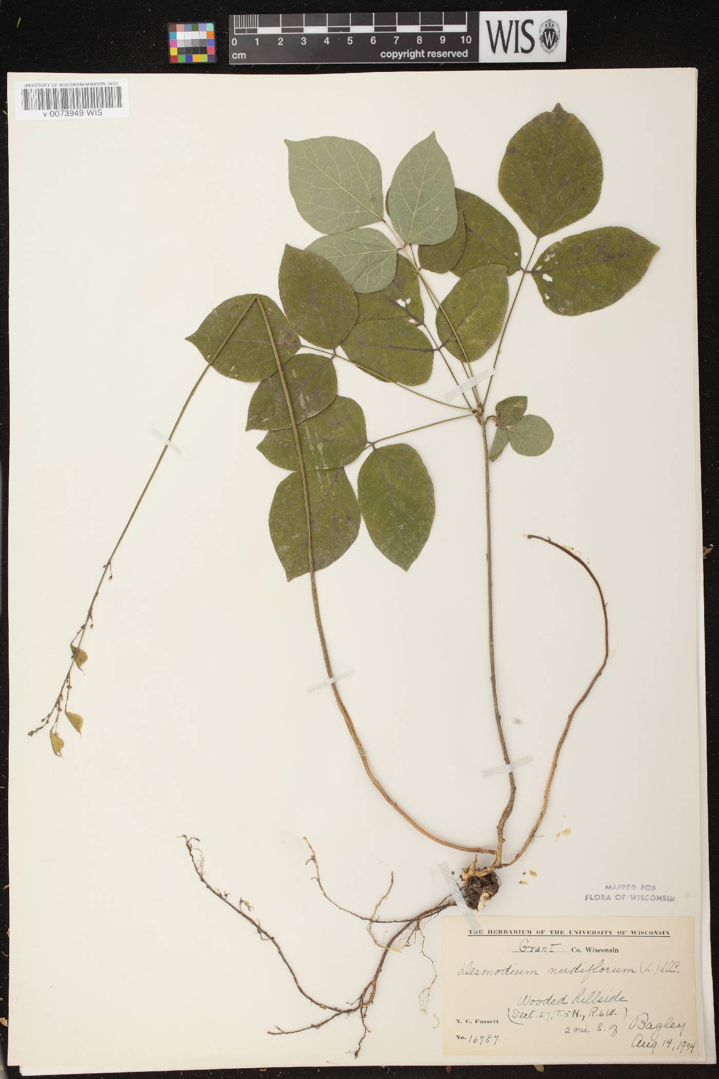 Hylodesmum nudiflorum image