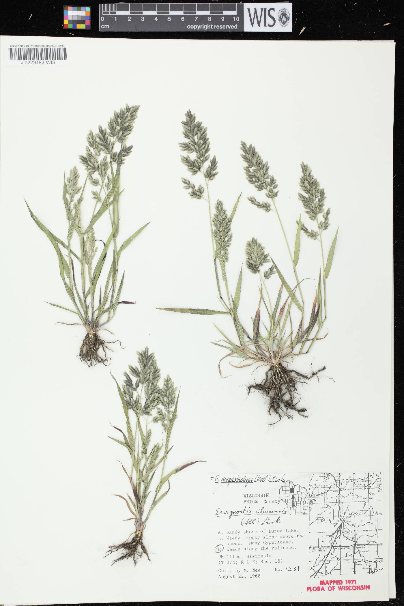 Eragrostis cilianensis image