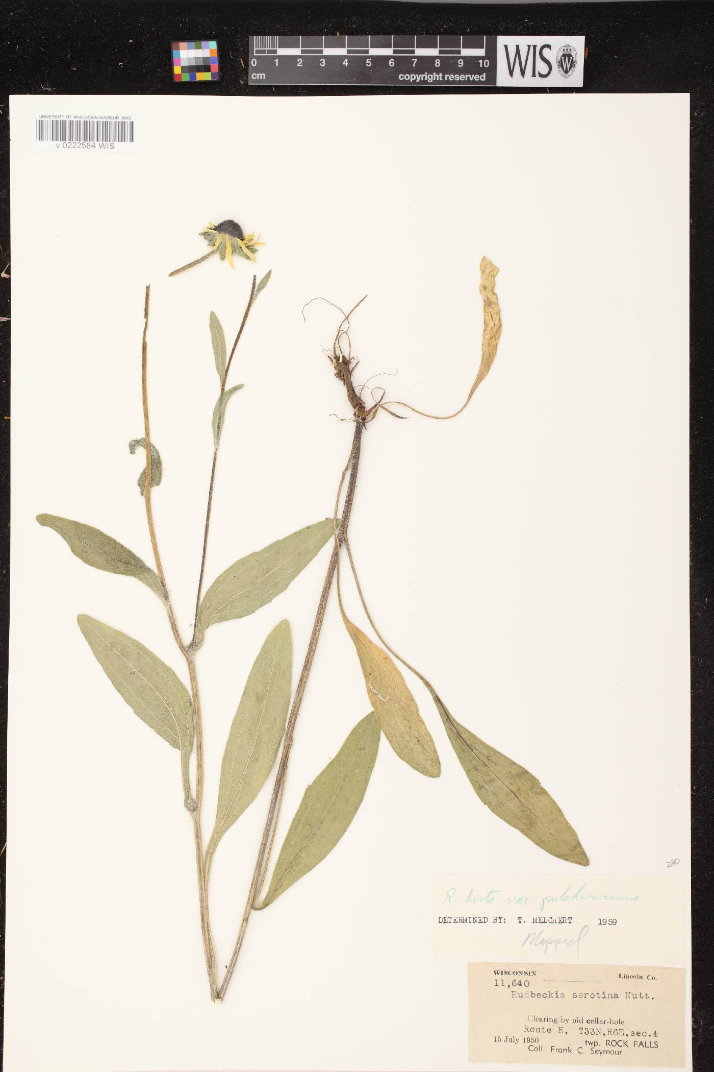 Rudbeckia hirta image
