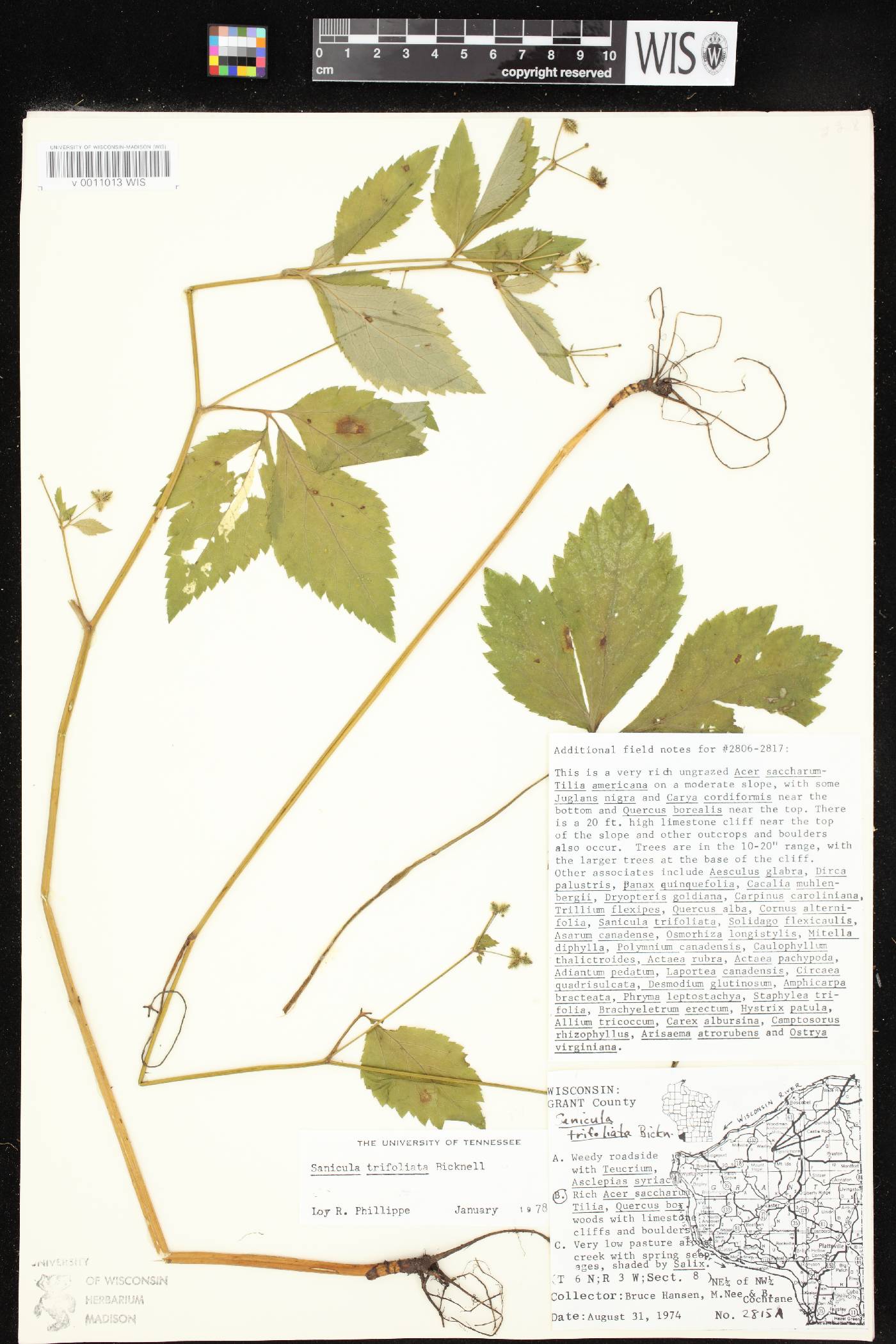 Sanicula trifoliata image