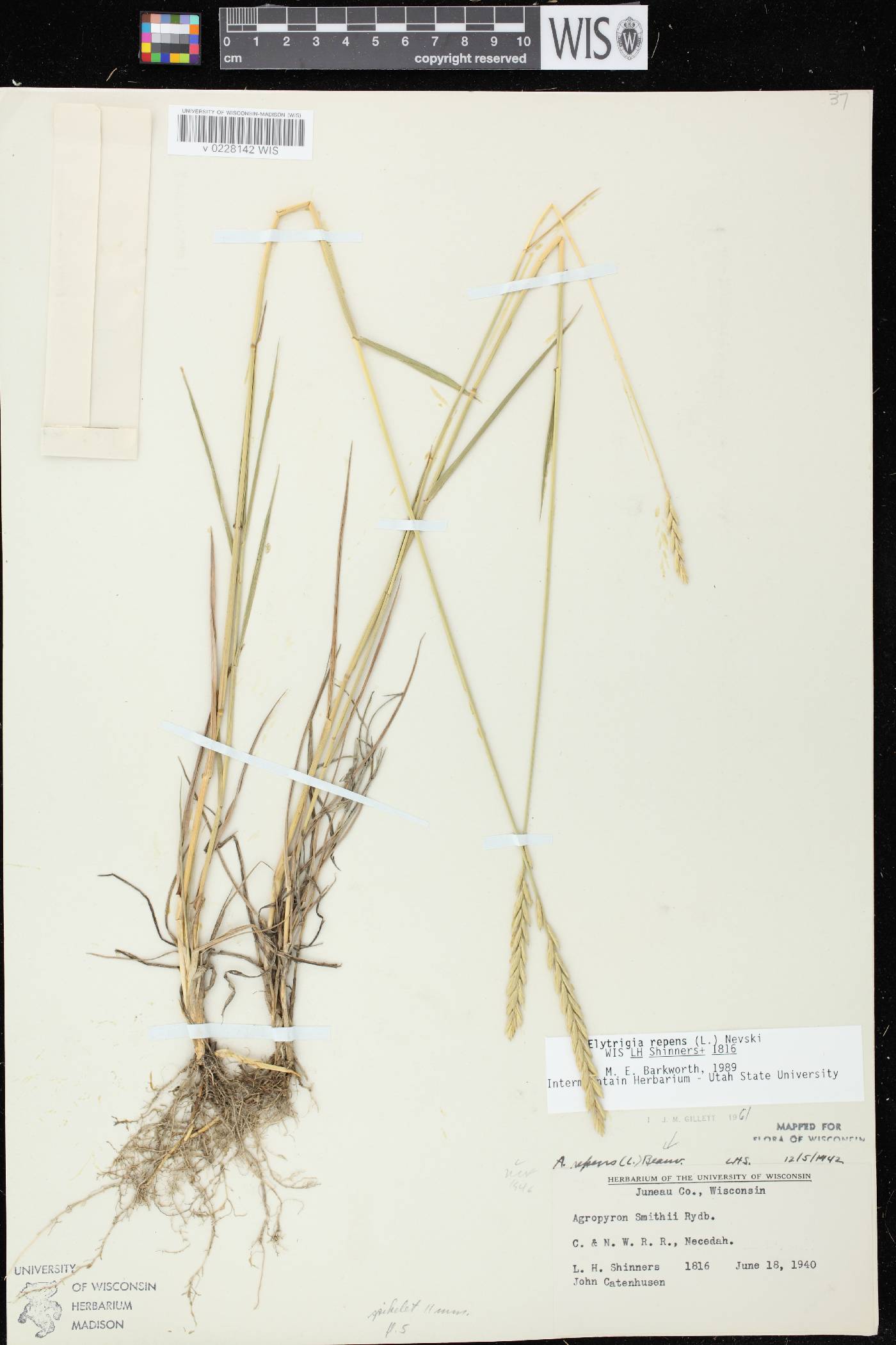 Elymus repens image