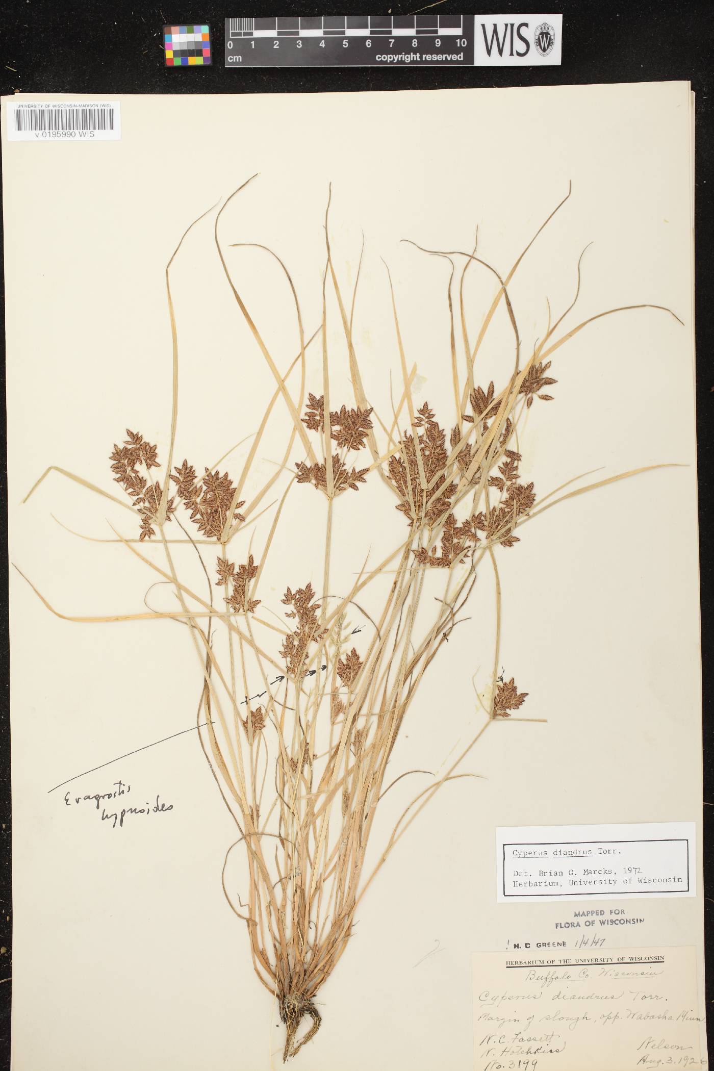 Cyperus diandrus image