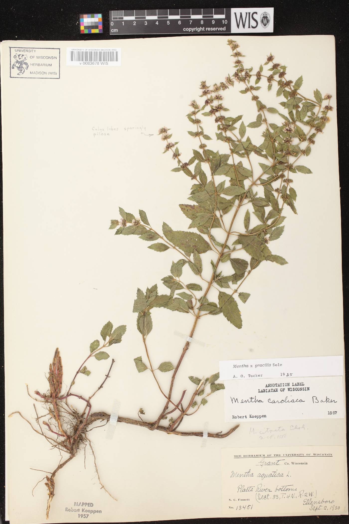 Mentha X gracilis image