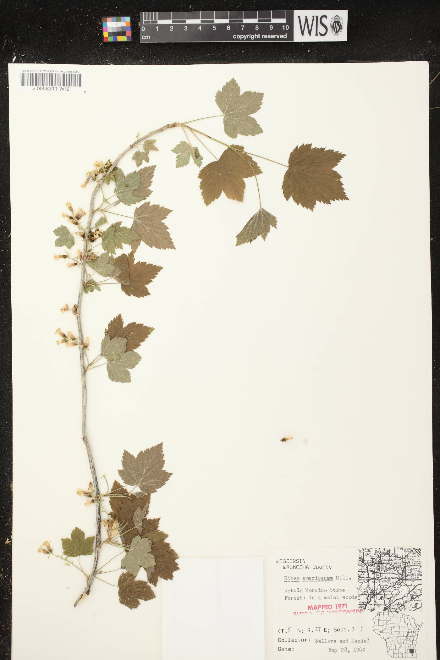 Ribes americanum image