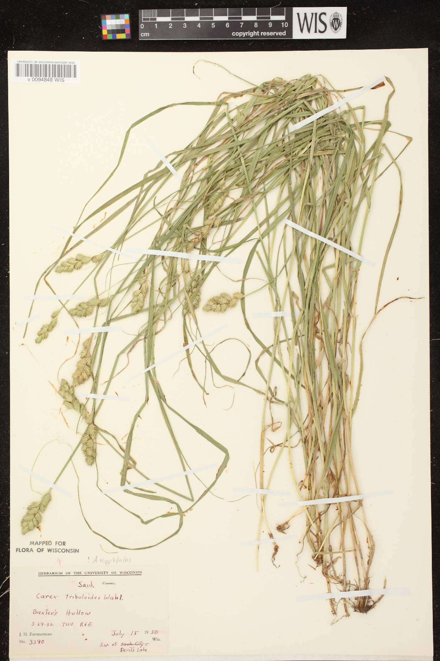 Carex tribuloides var. tribuloides image