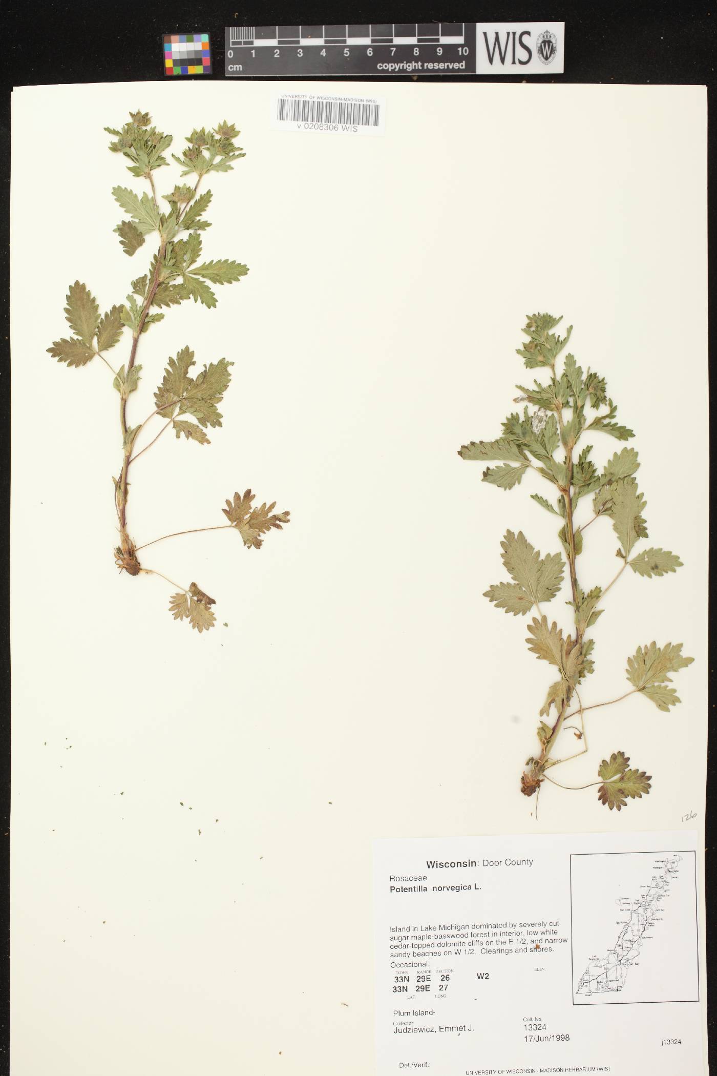 Potentilla norvegica image