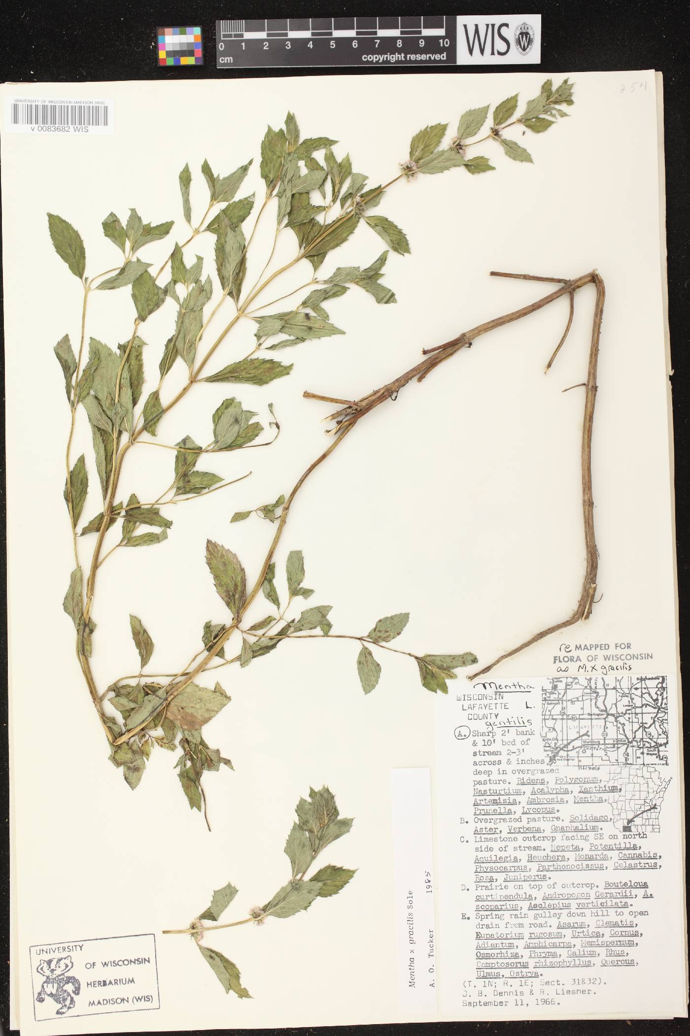 Mentha X gracilis image