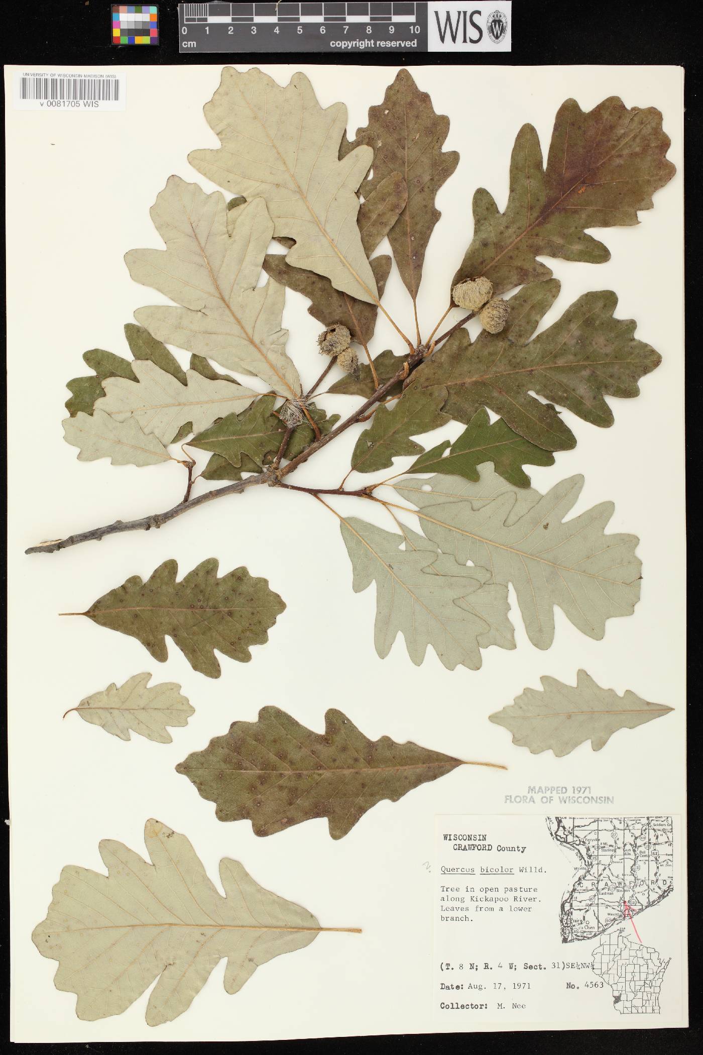 Quercus bicolor image