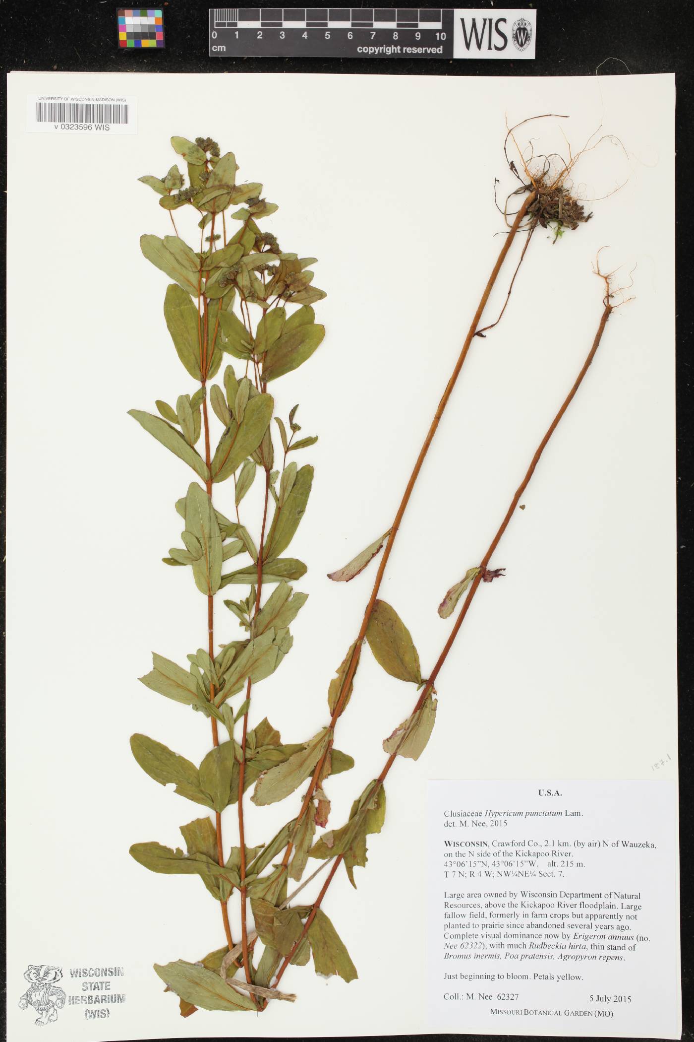 Hypericum punctatum image