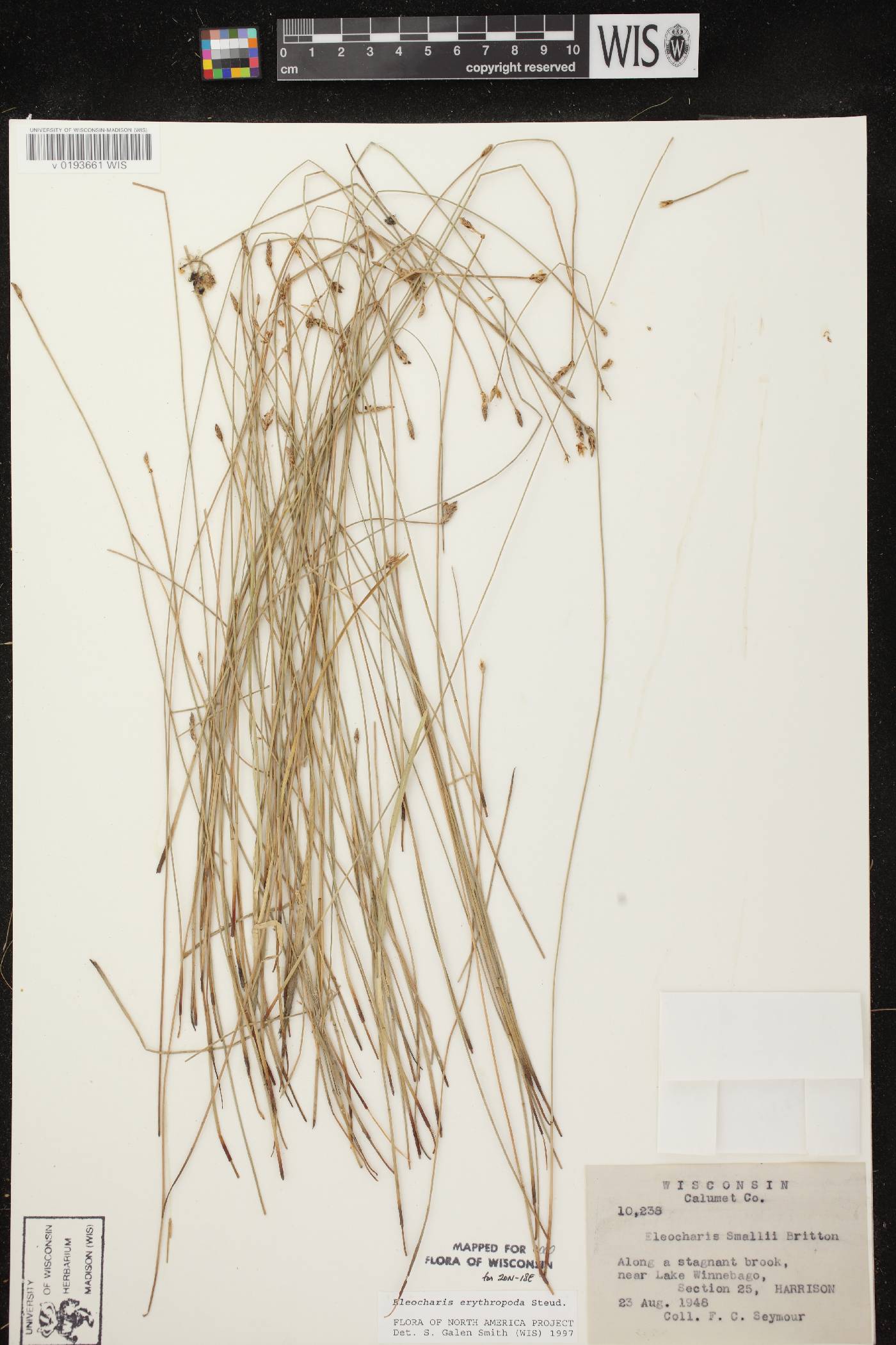 Eleocharis erythropoda image
