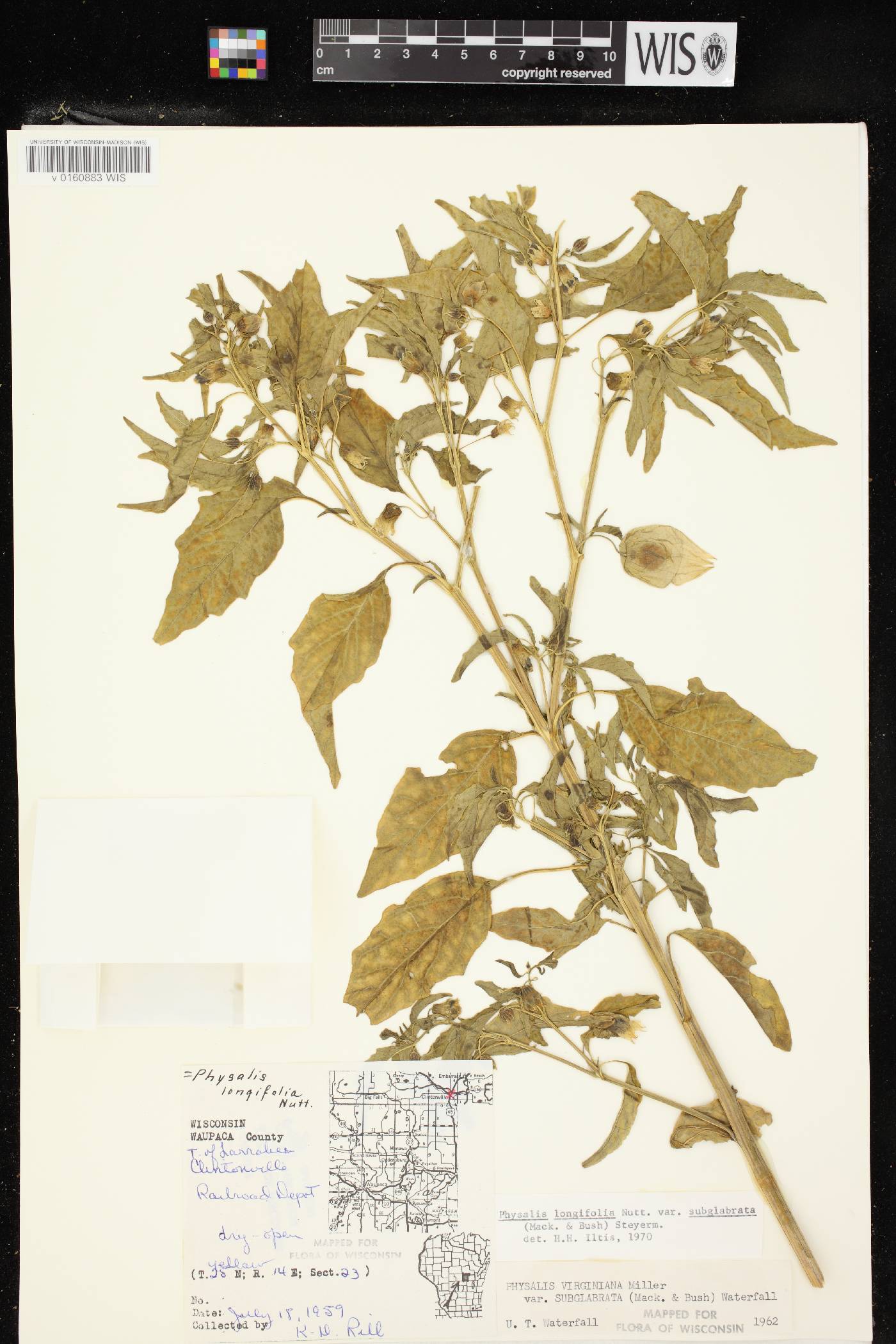 Physalis longifolia image