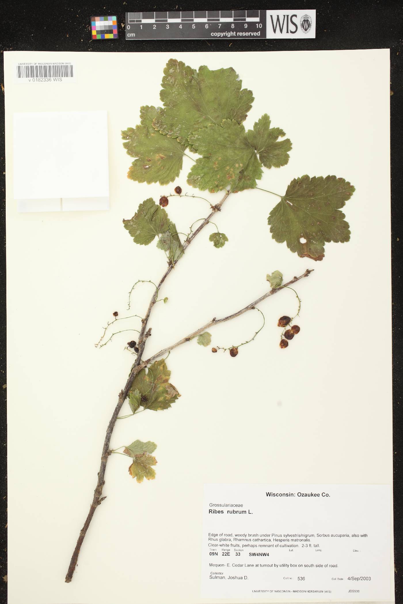 Ribes rubrum image