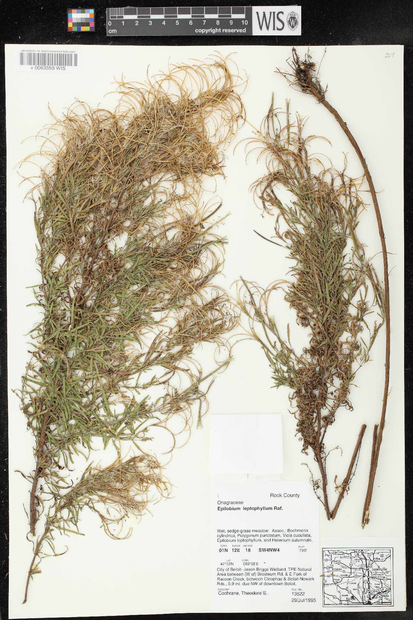 Epilobium leptophyllum image