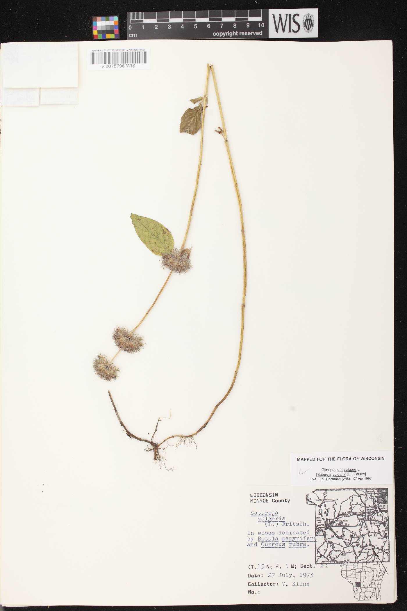 Clinopodium vulgare image
