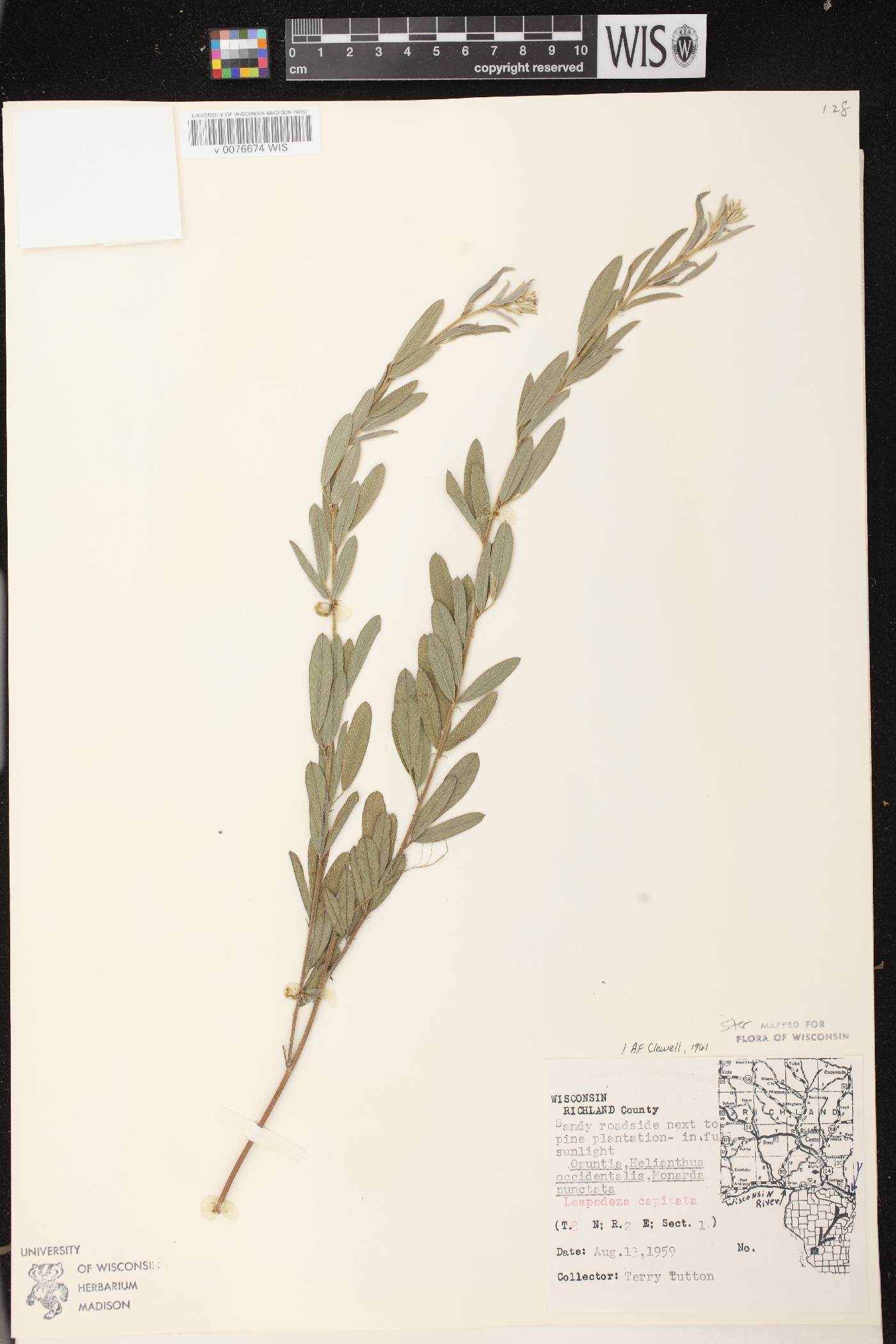 Lespedeza capitata image