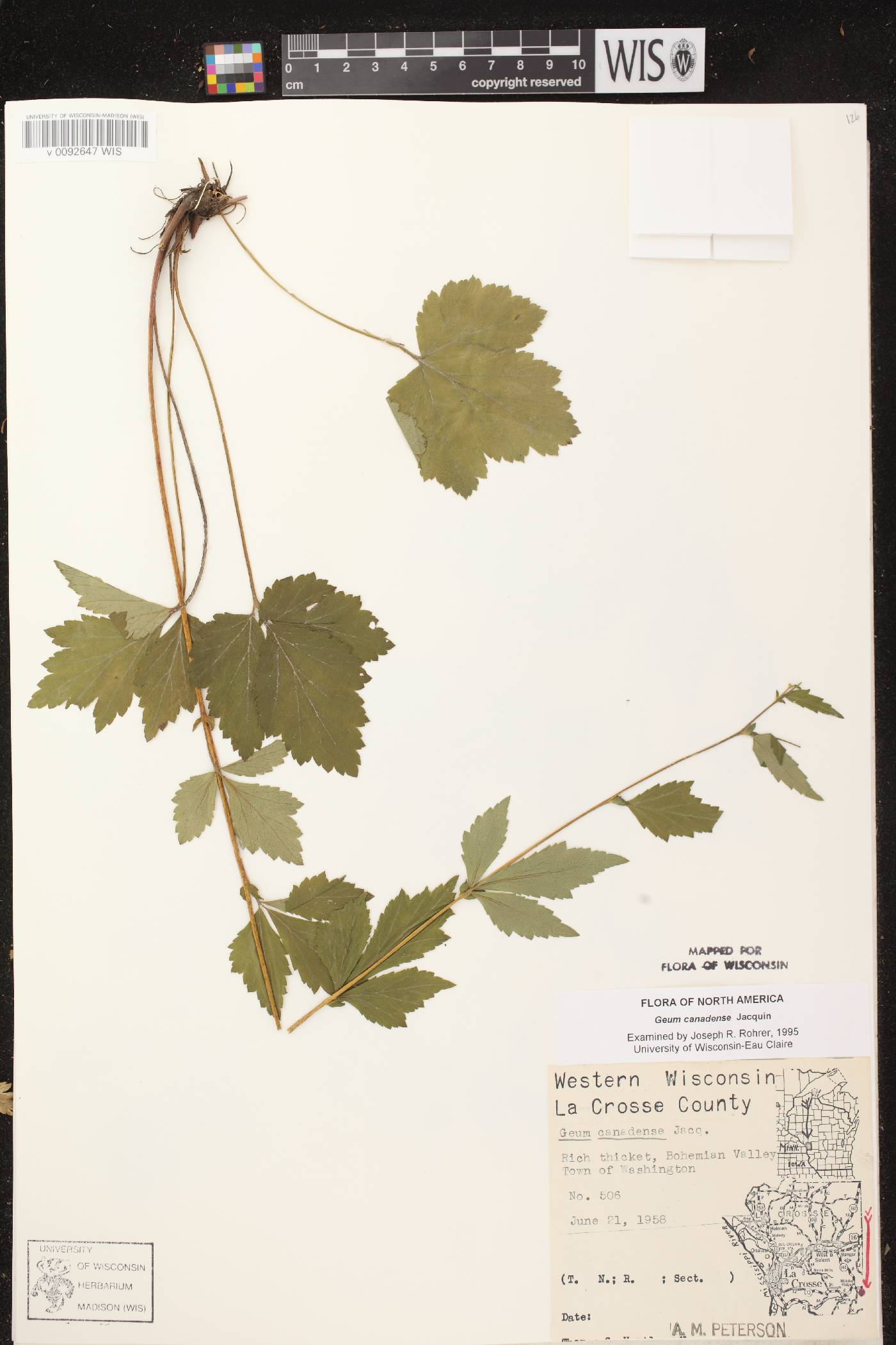 Geum canadense image