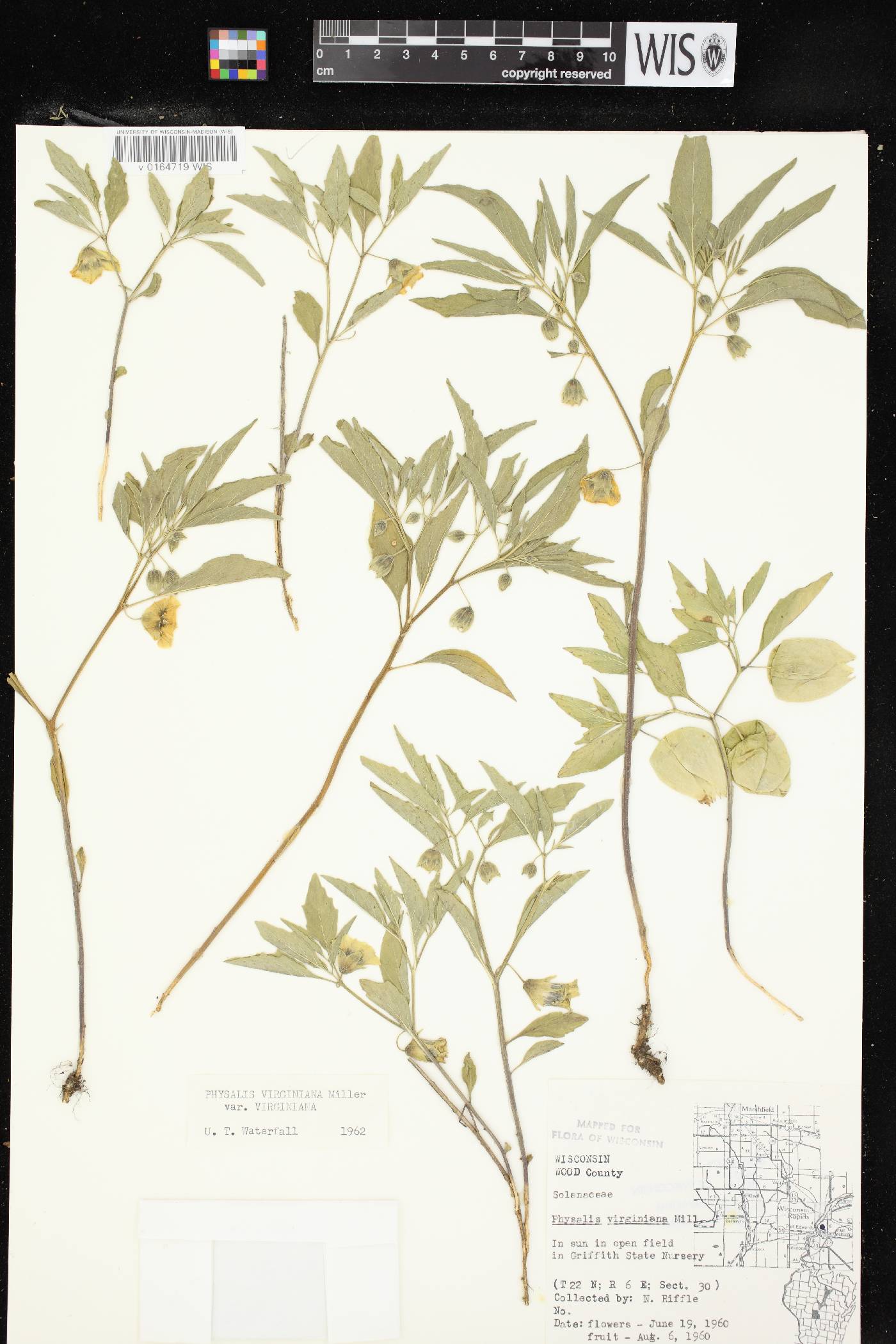 Physalis virginiana image
