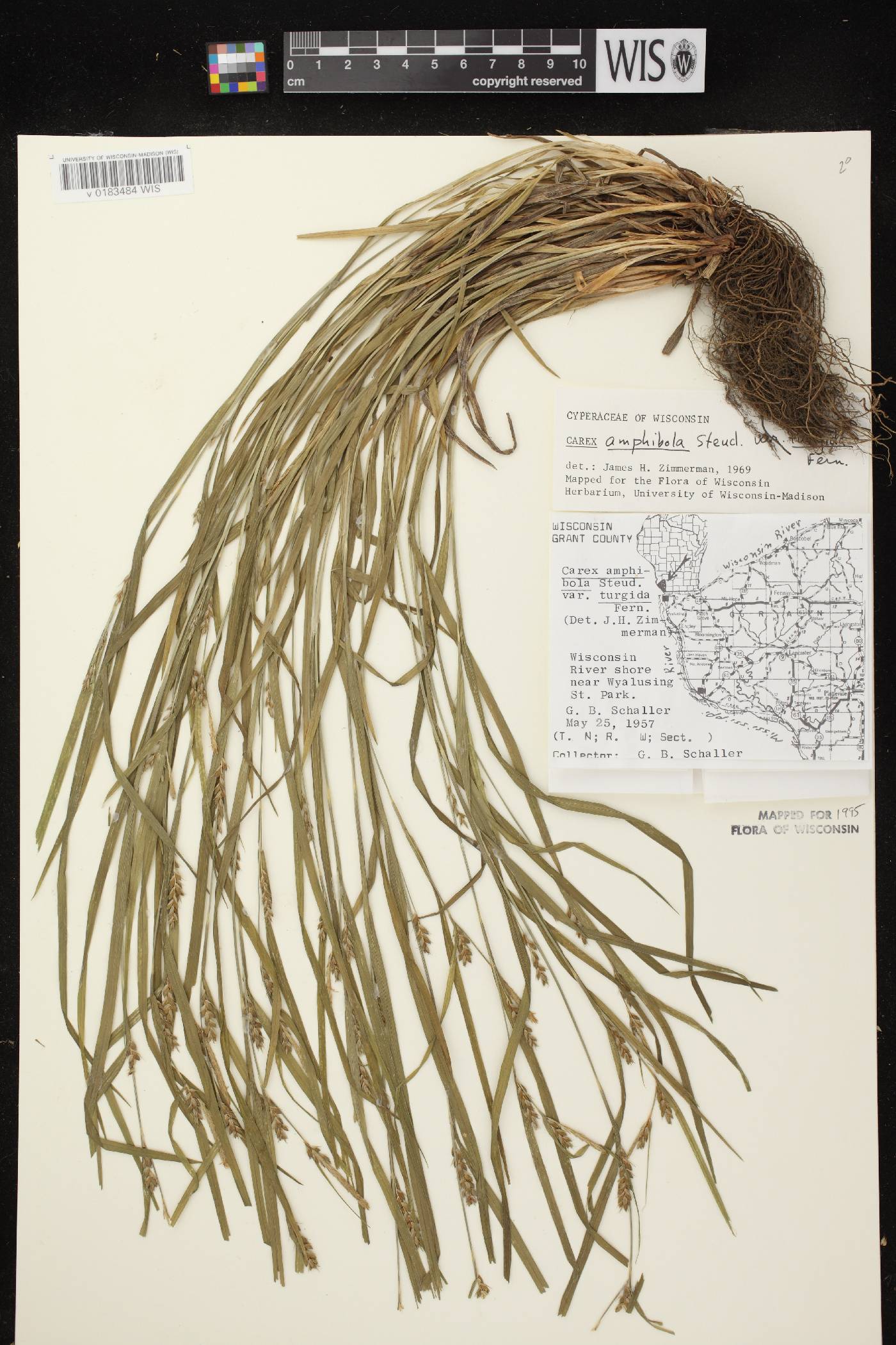 Carex grisea image