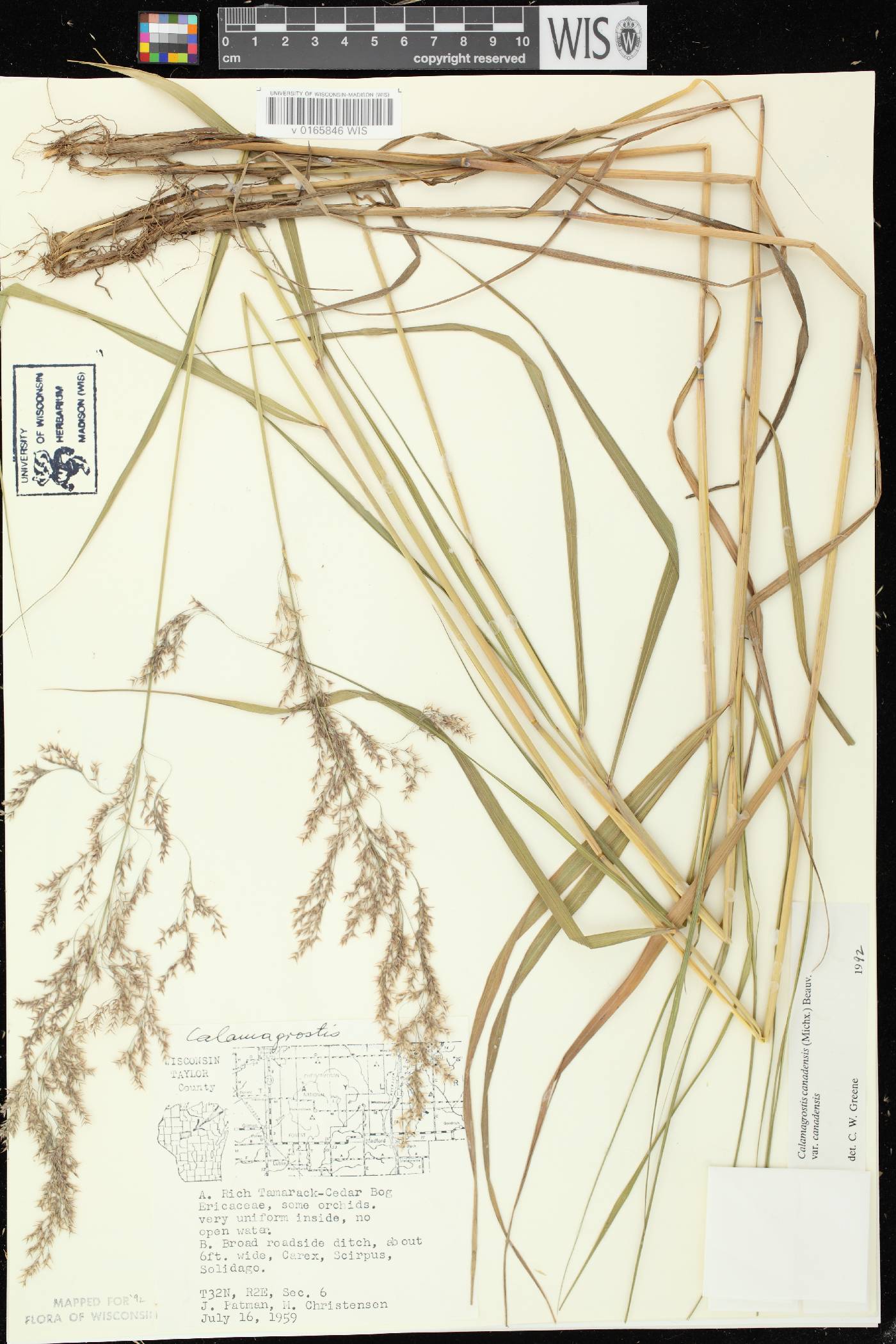 Calamagrostis canadensis var. canadensis image