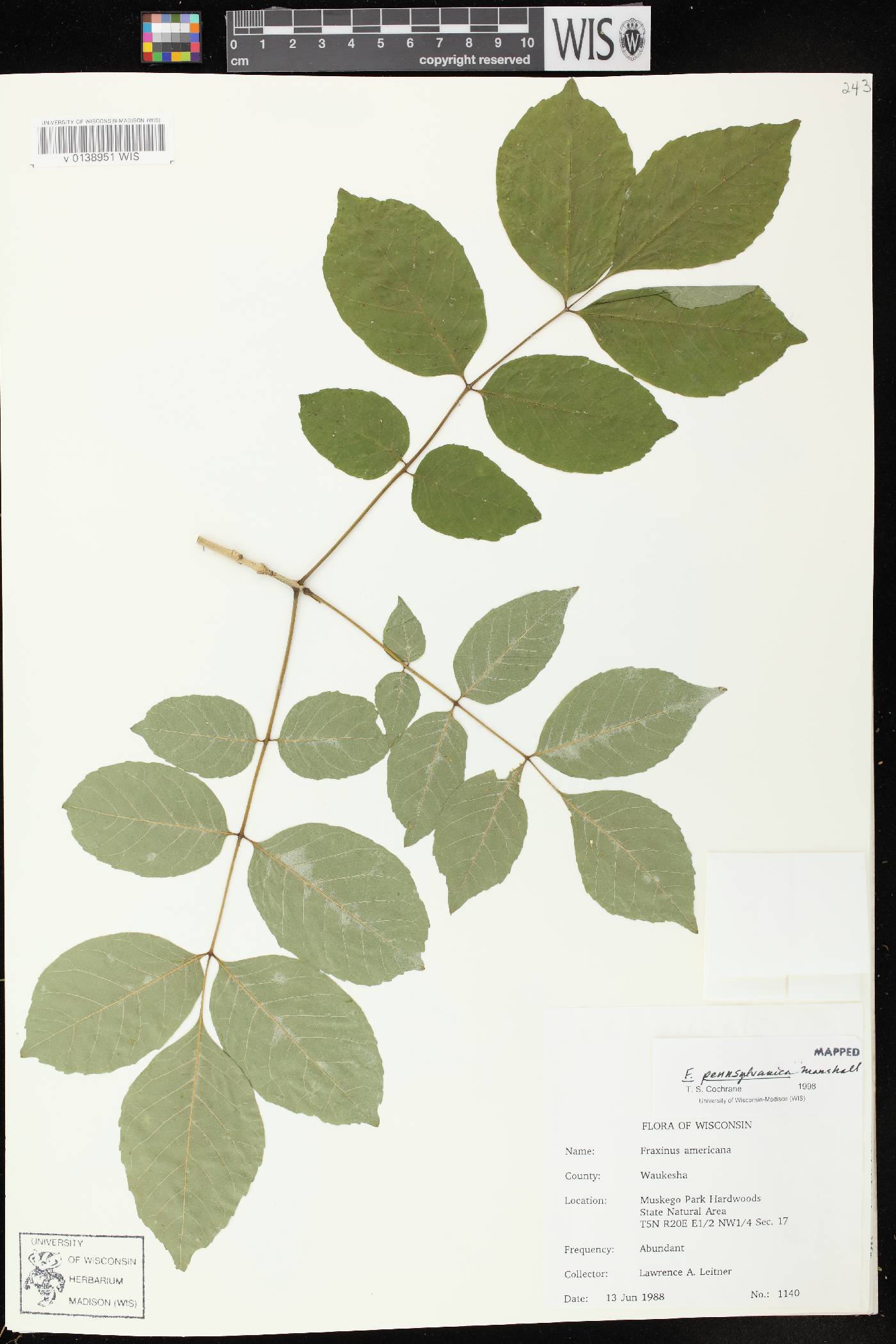 Fraxinus pennsylvanica image