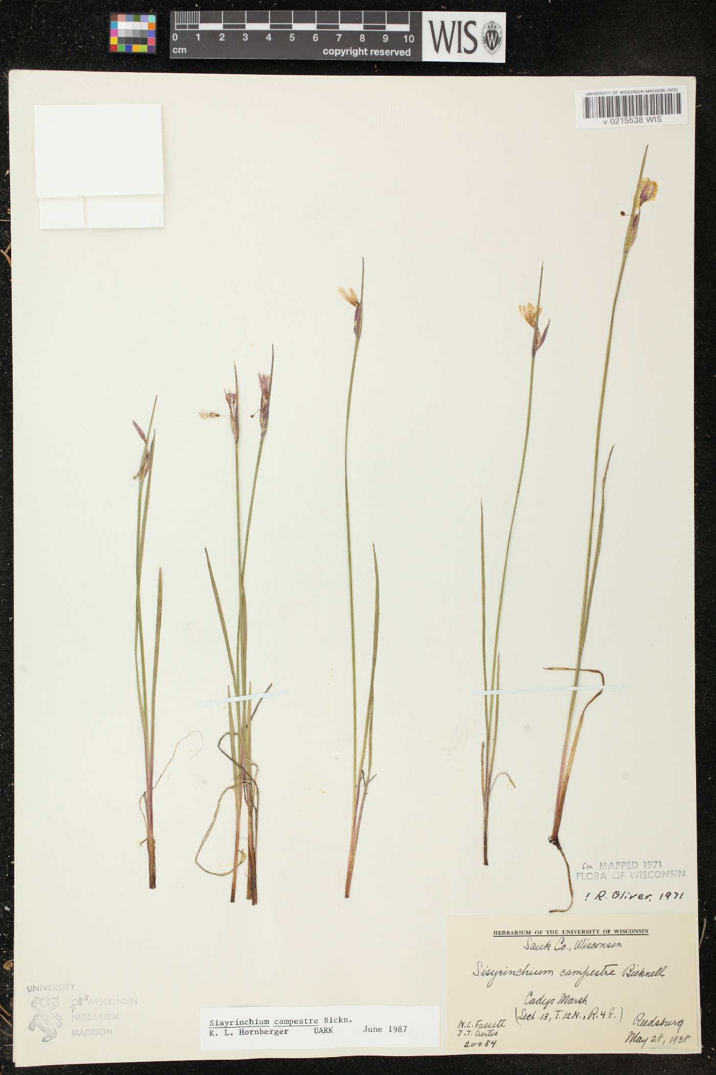 Sisyrinchium campestre image
