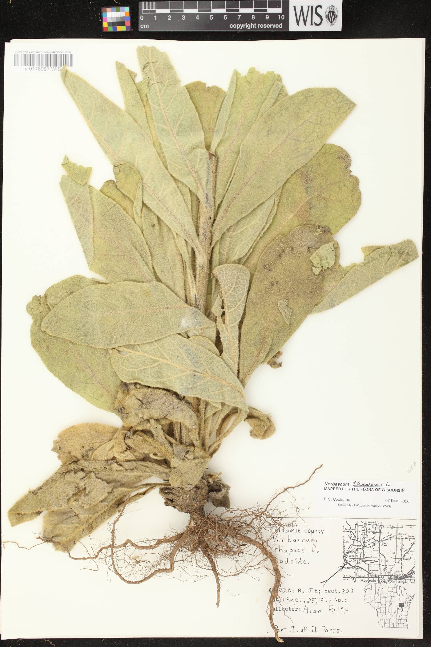 Verbascum thapsus image