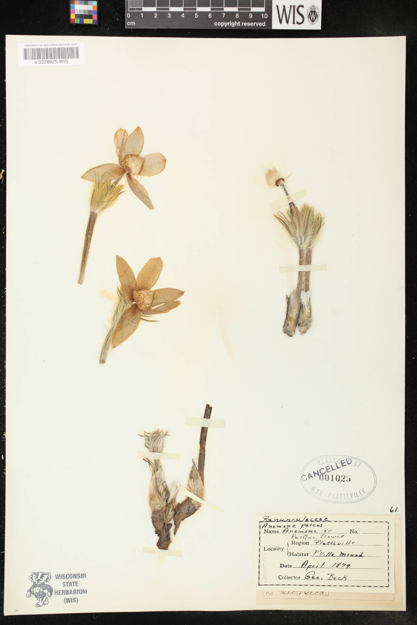 Anemone patens var. multifida image