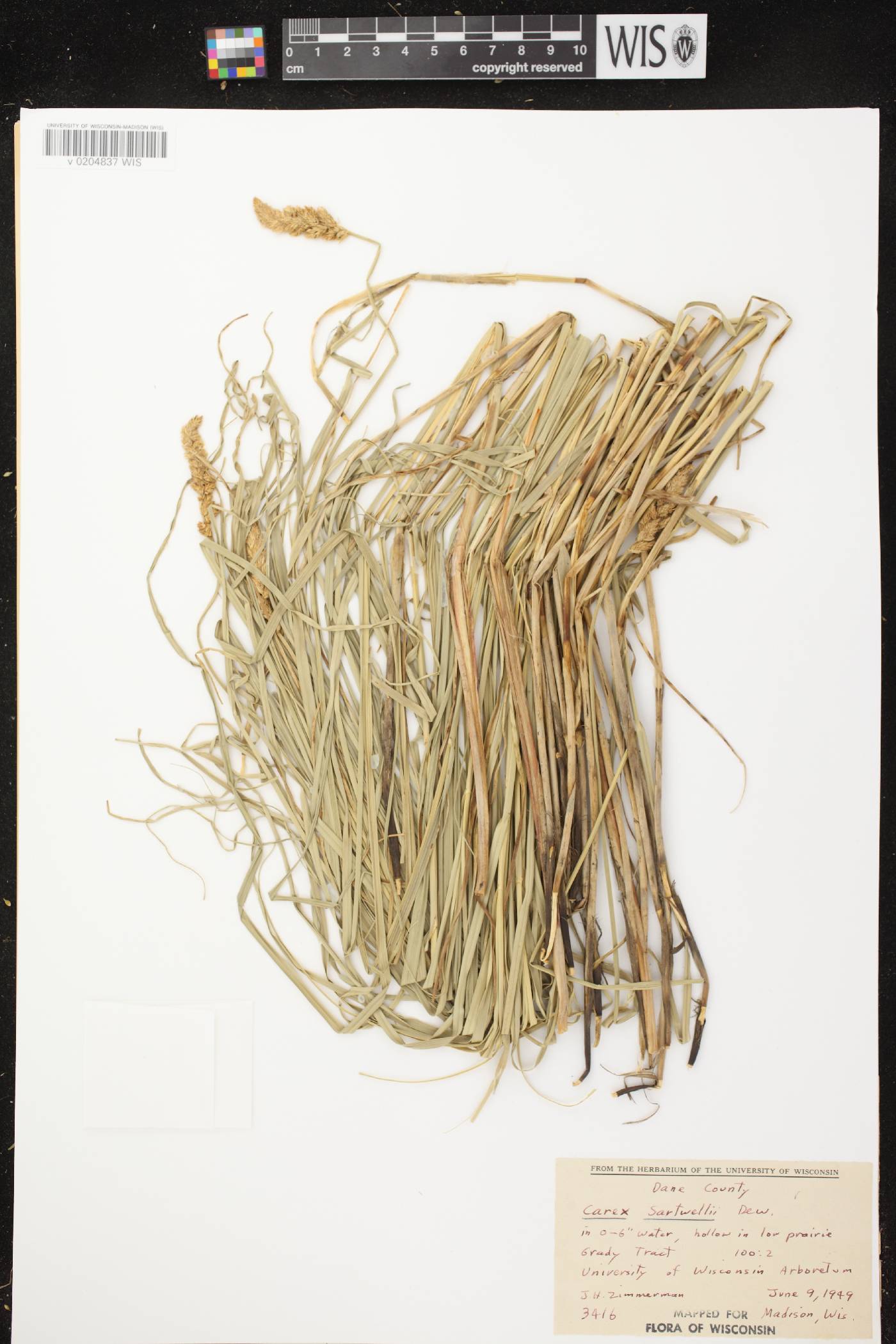 Carex sartwellii image