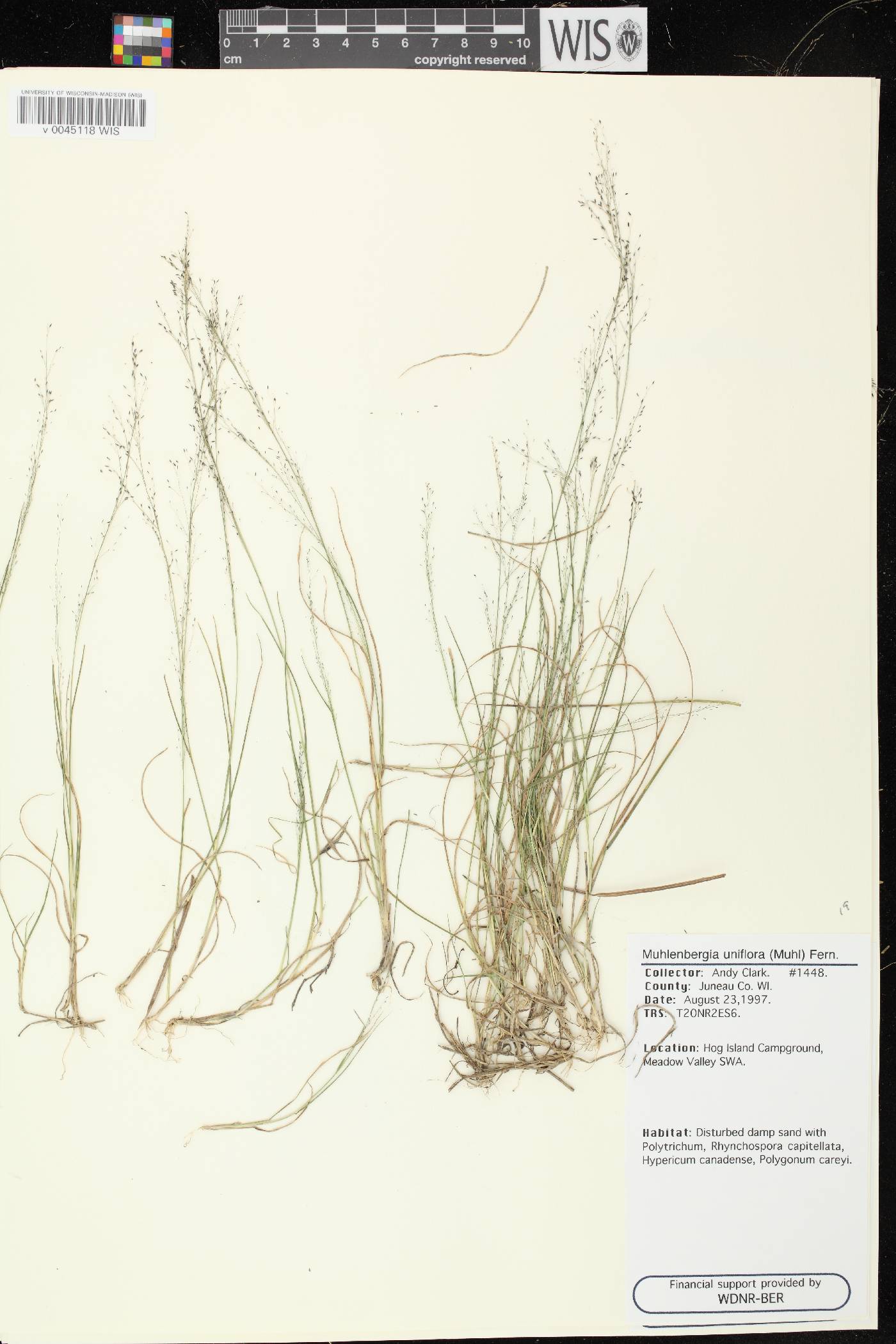 Muhlenbergia uniflora image