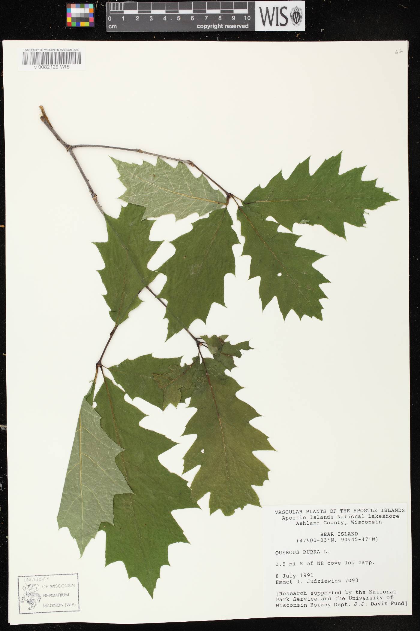 Quercus rubra image