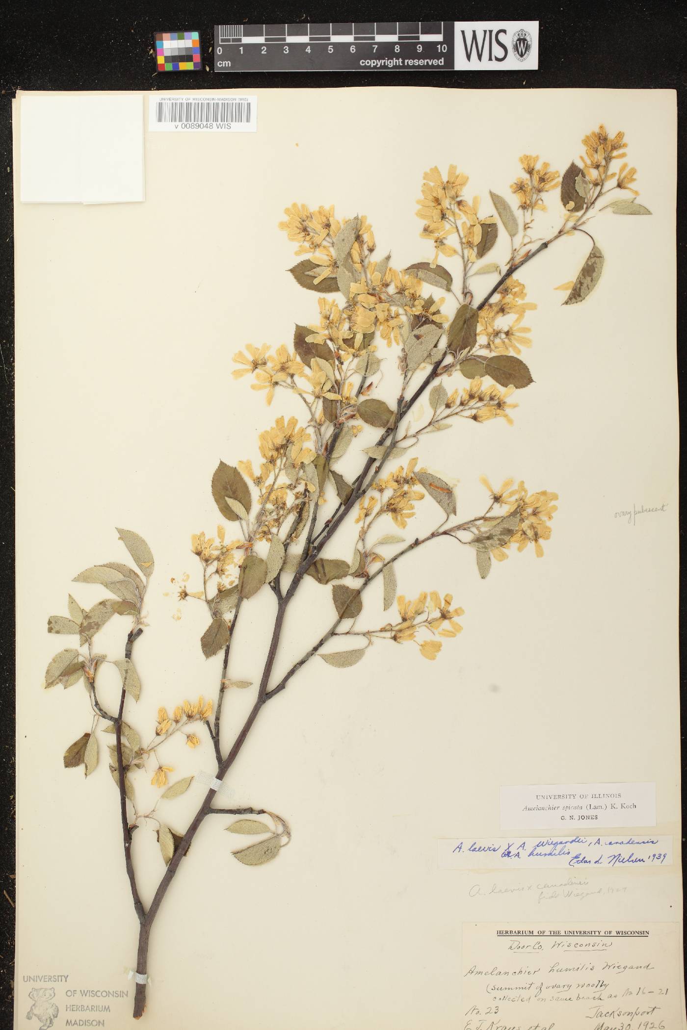 Amelanchier spicata image