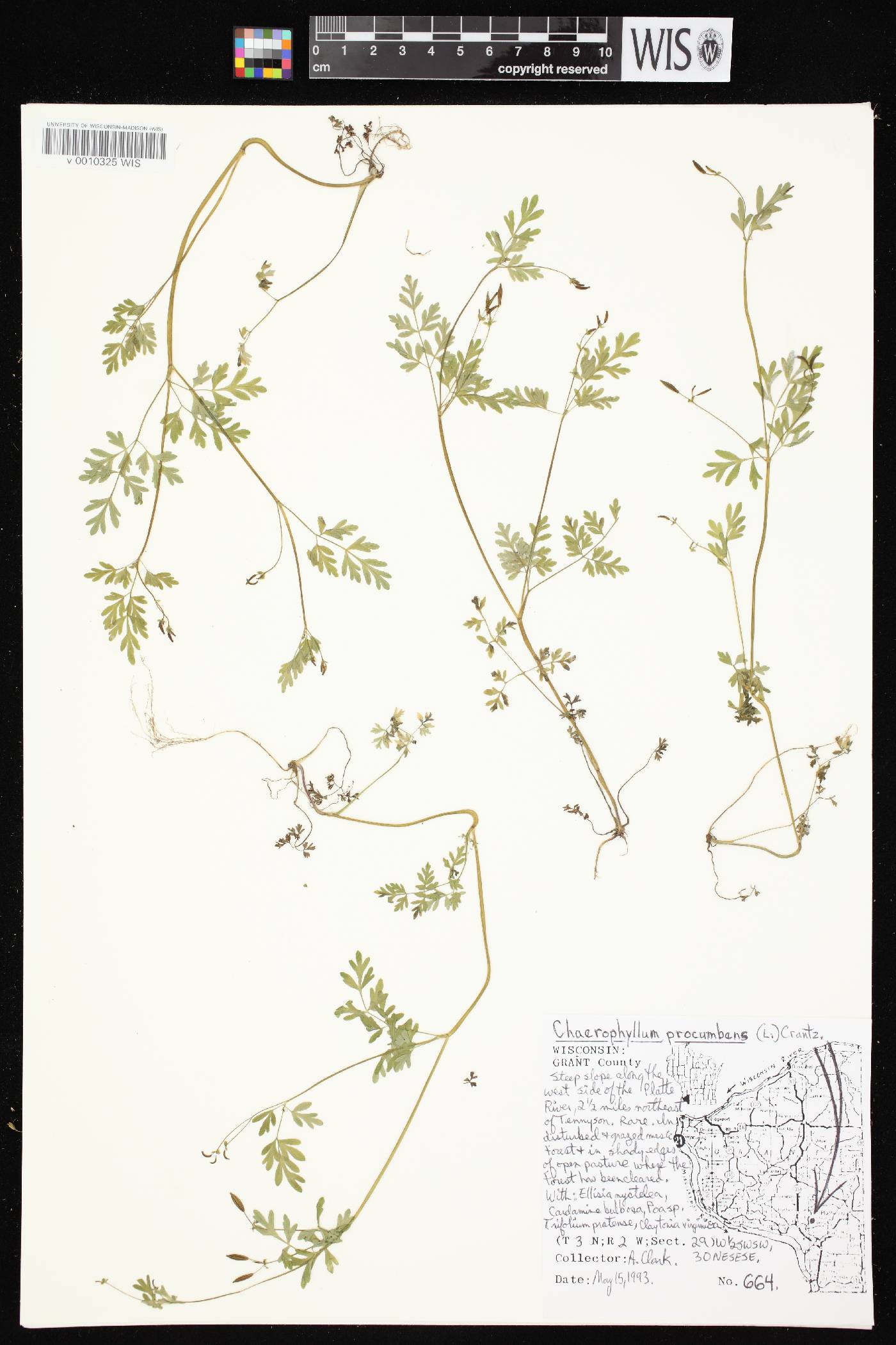 Chaerophyllum procumbens image