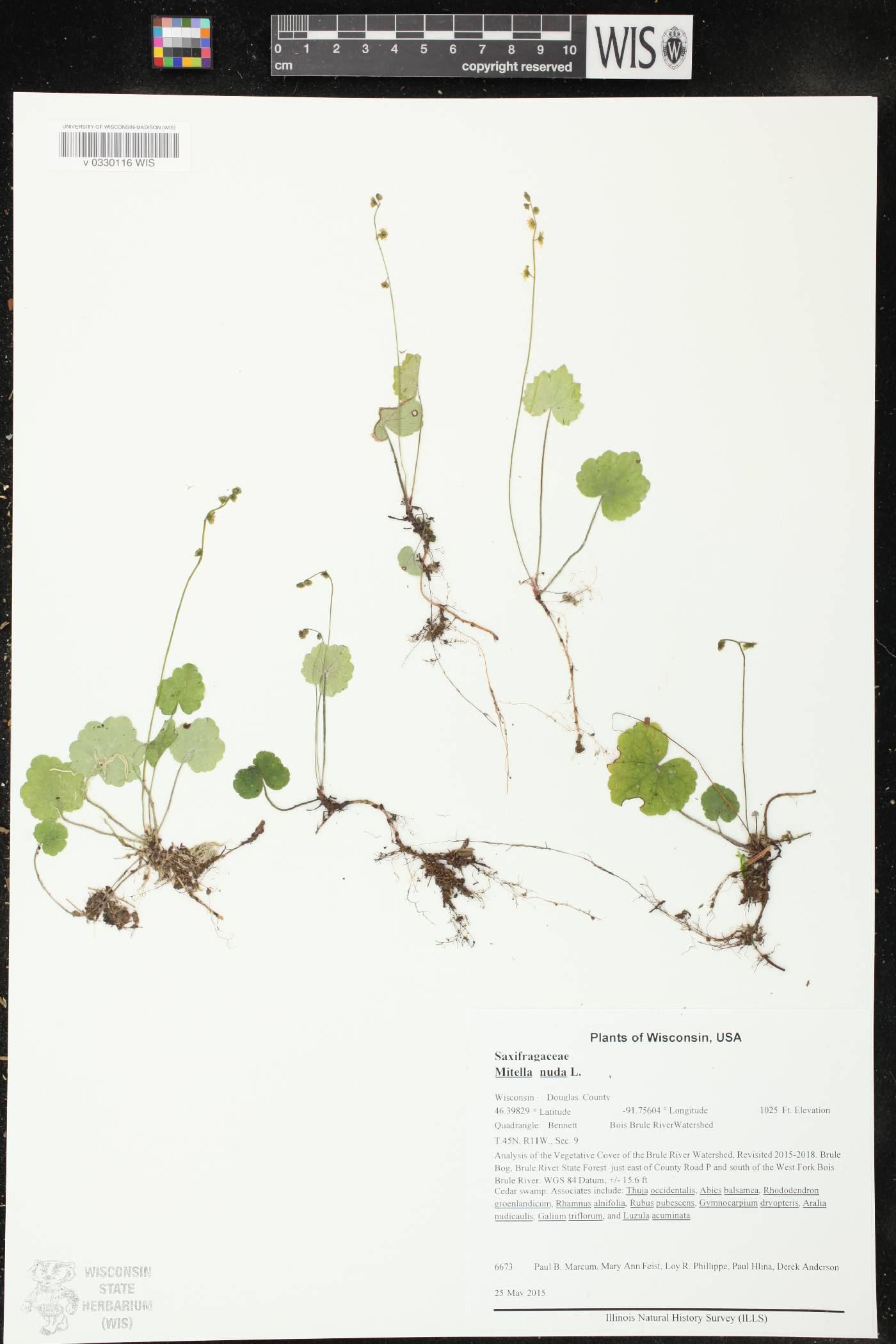 Mitella nuda image