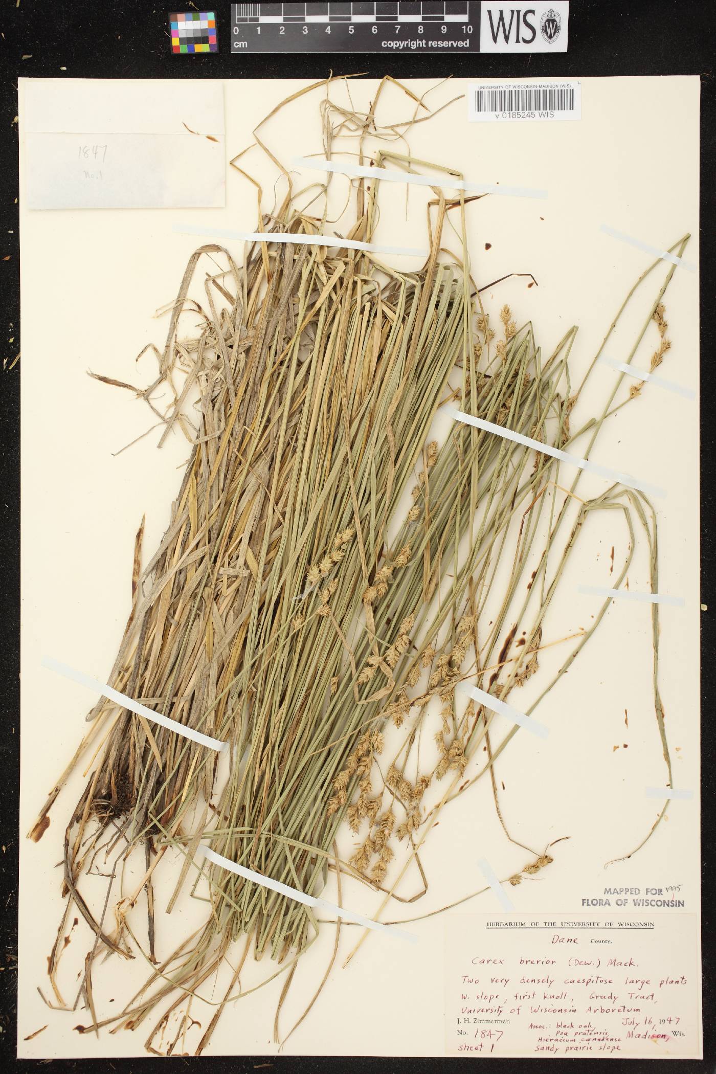 Carex brevior image
