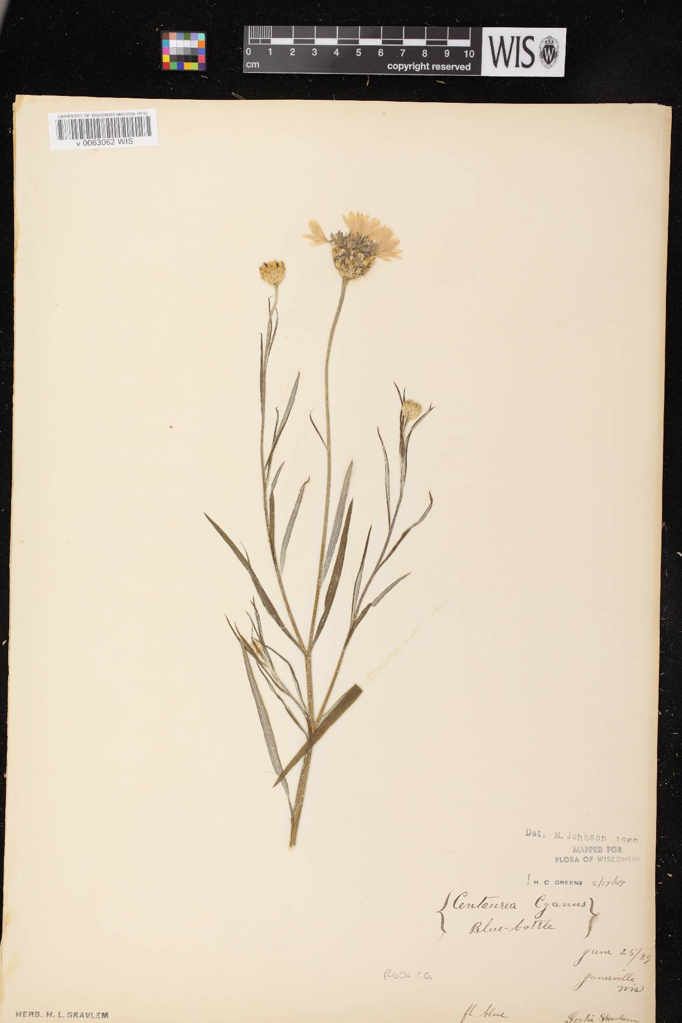 Centaurea cyanus image