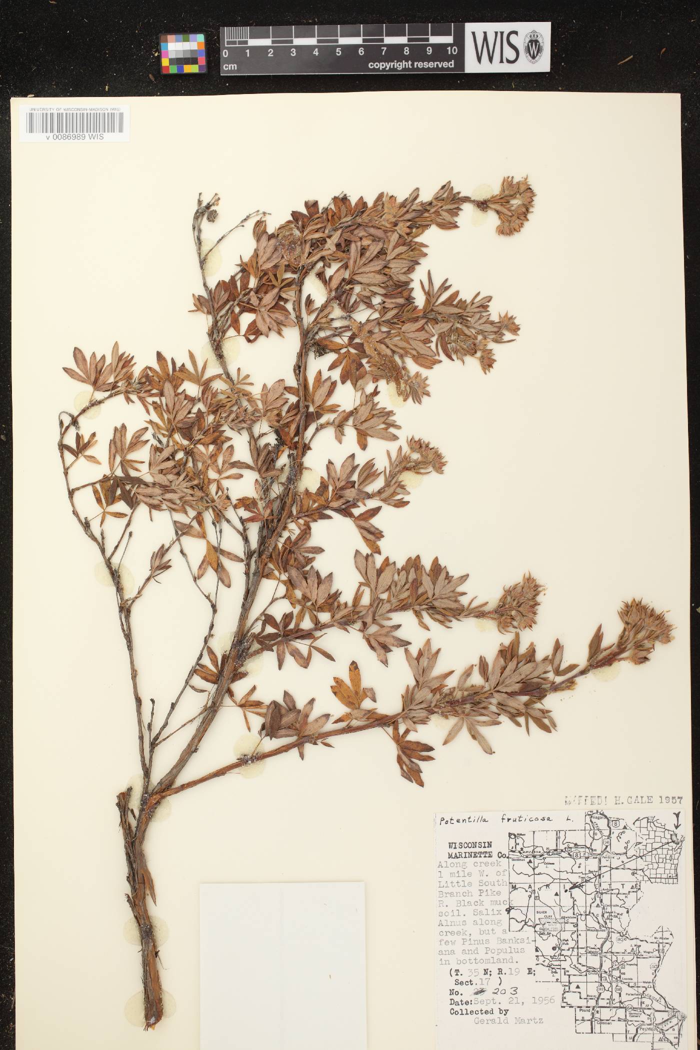 Dasiphora fruticosa image